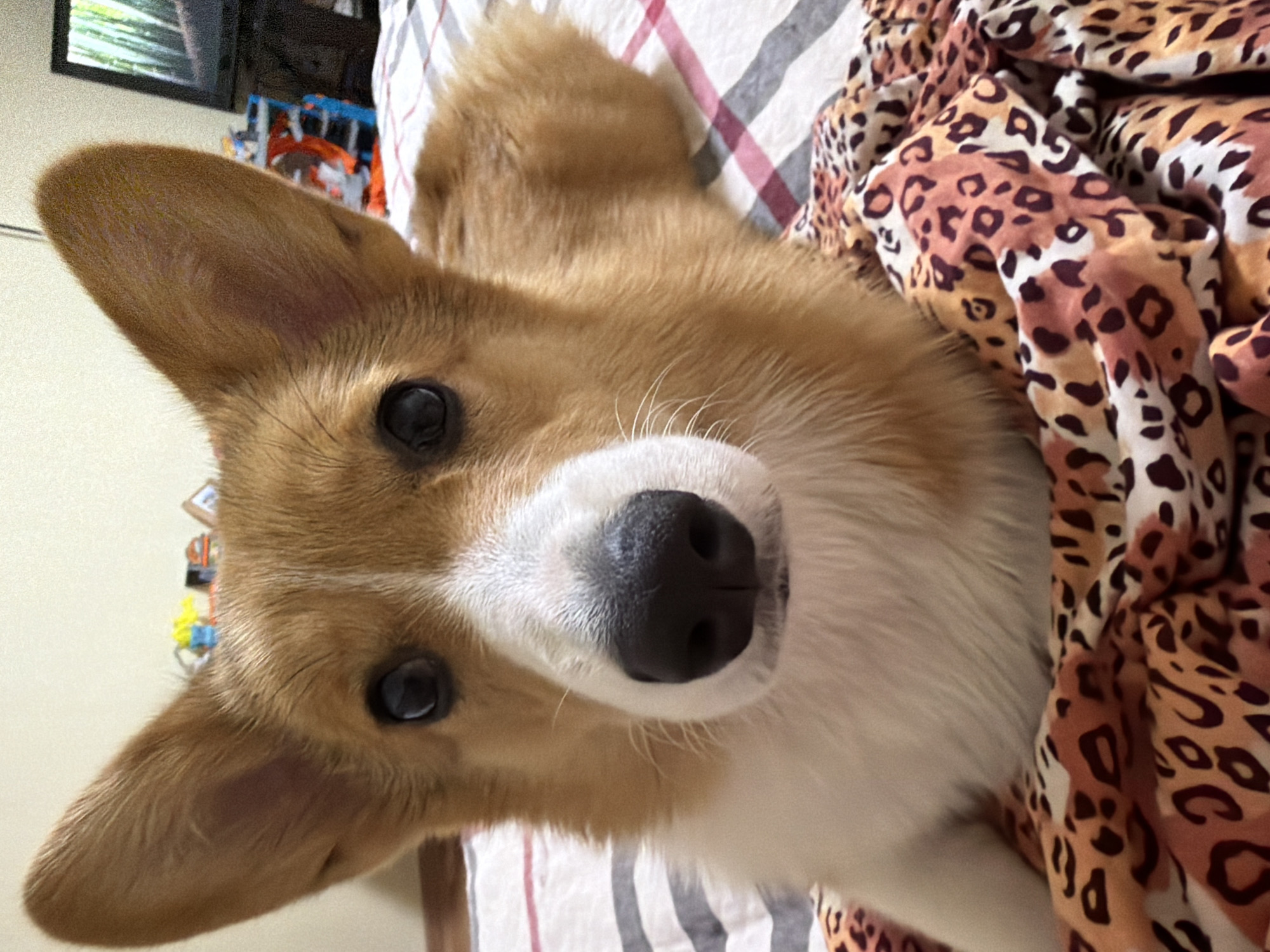 A close-up, eye-level, indoor shot features a corgi dog lying on a bed. The corgi is predominantly tan and white with large, erect ears and dark eyes. Its nose is black and prominent. The dog is resting on a blanket with a leopard print pattern, and striped bedding is visible behind it. In the background, out of focus, are some toys and a television screen displaying a nature scene. The image appears to be taken within a residential setting in Yablonovskiy, Russia.