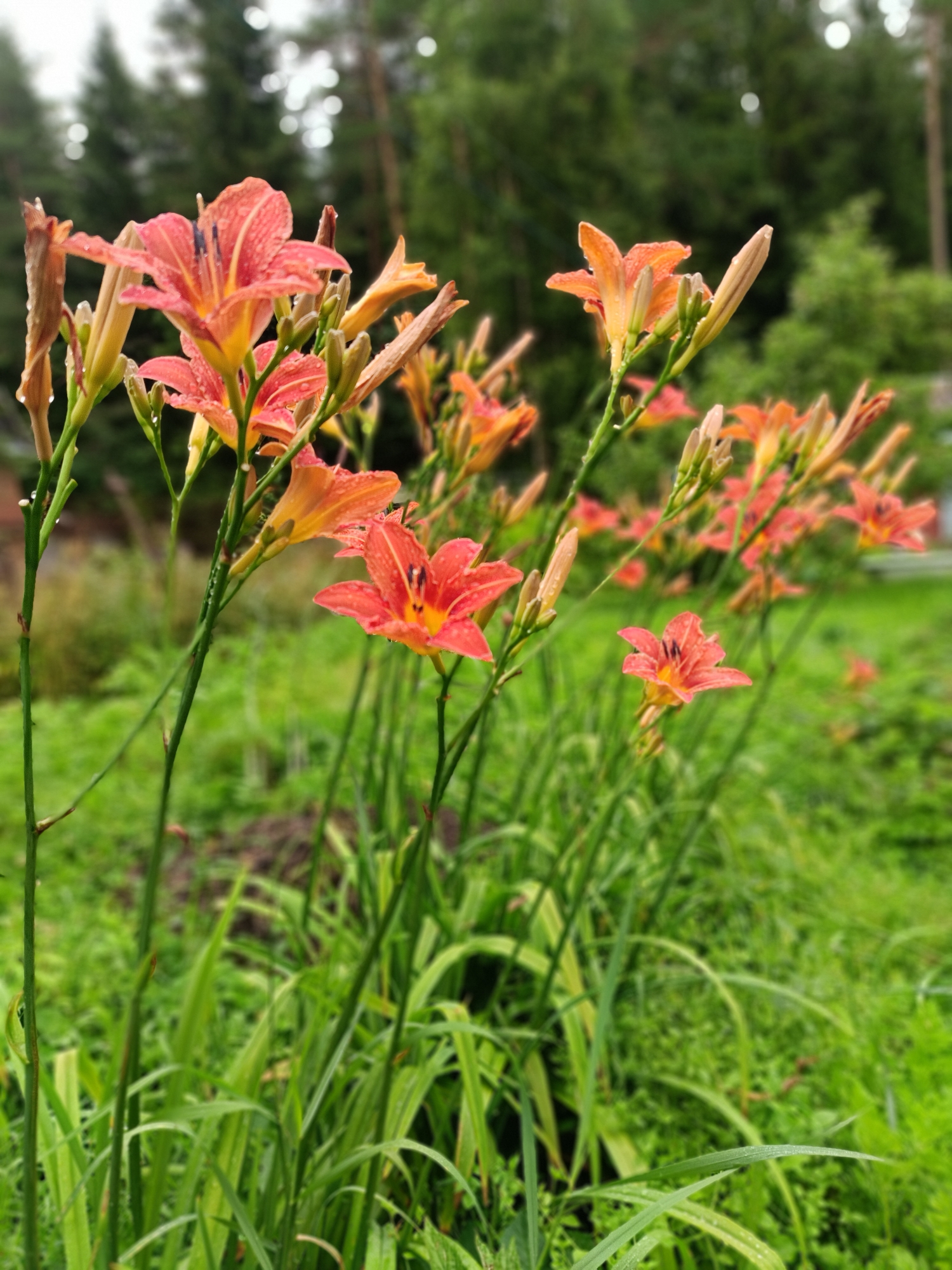 The image shows a close-up of a cluster of orange lilies in a garden setting. The lilies are the primary subjects, with several blooming flowers and buds visible. The flowers have six petals, with darker lines radiating from the center. Some of the petals appear to have small water droplets on them, suggesting recent rain or dew. The stems are green and slender, with grass and other greenery filling the foreground and background. In the background, blurred trees, likely pines given the location context, suggest an outdoor, possibly wooded, environment. The overall mood is peaceful and natural, enhanced by the soft focus of the background. The lighting suggests it is daytime, possibly overcast or after a rain shower, given the presence of water droplets and the diffuse light. There is no visible text in the image. The scene is consistent with a garden in Vishnovka, Russia.