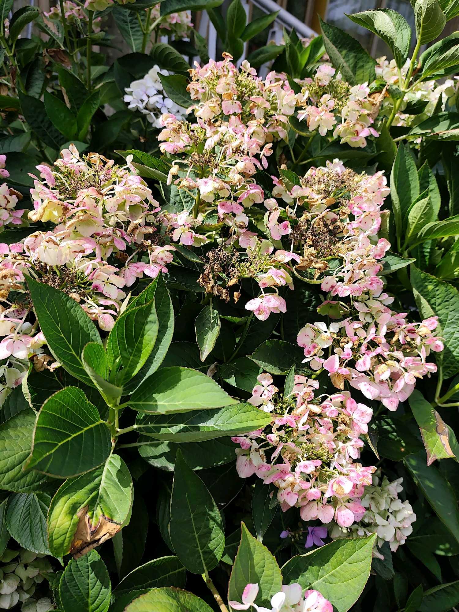 This is a close-up, eye-level, daylight photograph of a flowering hydrangea bush. The bush is densely packed with large clusters of small flowers, which are predominantly pale pink with some white and light green hues. Many of the flower clusters show signs of wilting and browning, indicating they are past their prime. Large, dark green, serrated leaves form a backdrop to the flowers, with some leaves also exhibiting browning and wilting, particularly towards the edges. The lighting suggests it is a sunny day, casting shadows and highlighting the textures of the leaves and flowers. There are no people or animals visible in the image. The scene appears to be outdoors in a garden or park setting. Without further information or context, the specific location within Prague, Czechia, cannot be determined.