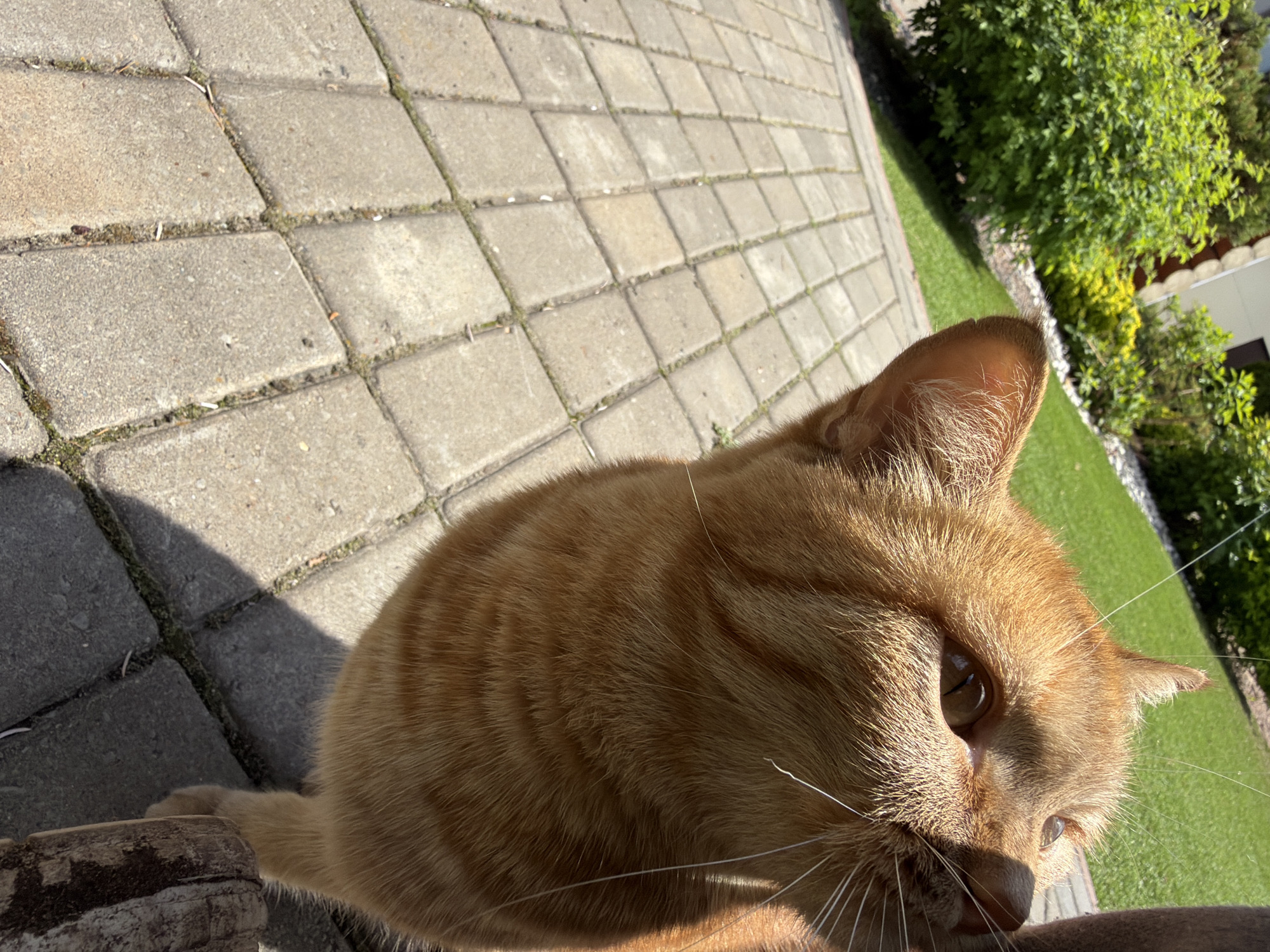 An outdoor, close-up photograph, tilted diagonally, captures an orange tabby cat in what appears to be a garden or backyard in Chaikovsky, Russia, on a bright, sunny day. The cat, with warm ginger fur and faint tabby stripes, dominates the foreground, looking directly or slightly upwards towards something out of frame with curious amber eyes. Its long, white whiskers are prominent, catching the strong sunlight. One ear is clearly visible, pointed towards the top right.
The cat's right paw rests on a dark, textured wooden object, possibly a log or a piece of outdoor furniture, in the bottom left corner of the frame. The ground beneath and around the cat is paved with light gray, rectangular stones, set in an interlocking pattern, with small patches of moss and weeds growing in the crevices.
Beyond the paved area, a strip of vibrant green grass extends, leading to lush green bushes and trees that form the background, suggesting a well-maintained outdoor space. The strong natural sunlight casts distinct shadows on the paving stones, indicating a clear sky and likely midday or early afternoon. No visible text is present in the image.