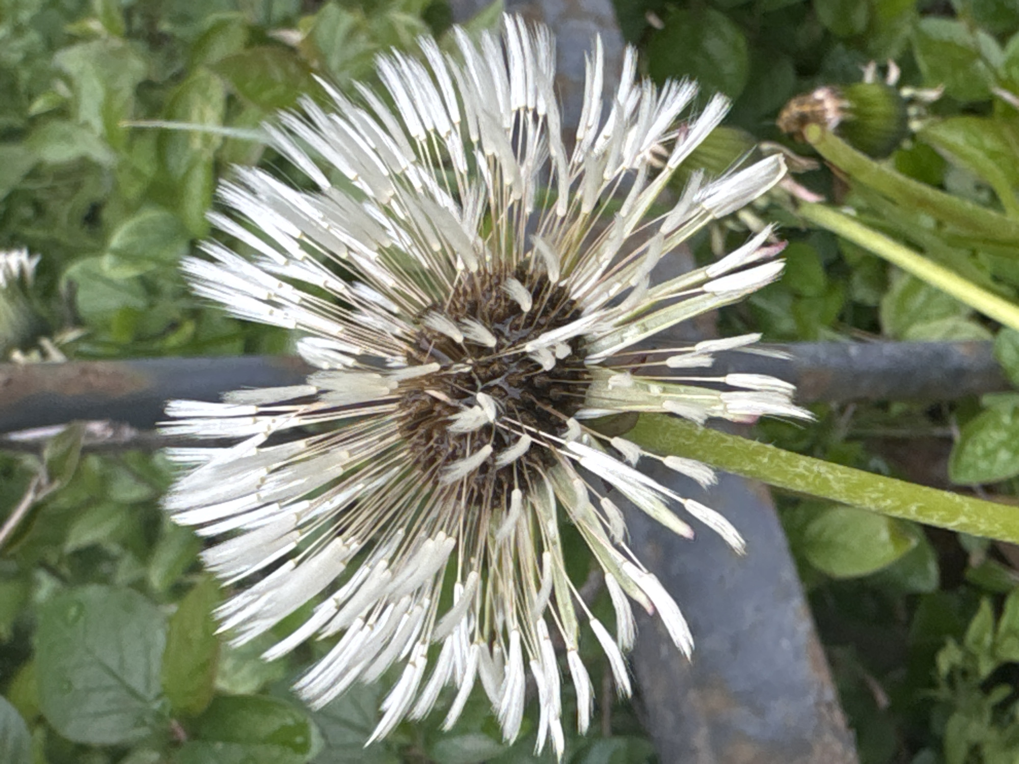 A close-up shot shows a dandelion seed head with white, elongated seeds radiating from a central, brown disk. The seeds appear damp or wet. The dandelion grows among green foliage and is partially obscured by a dark gray or black metal rail. Another dandelion seed head, still green and closed, can be seen in the background. The location is possibly in Saint Petersburg, Russia.