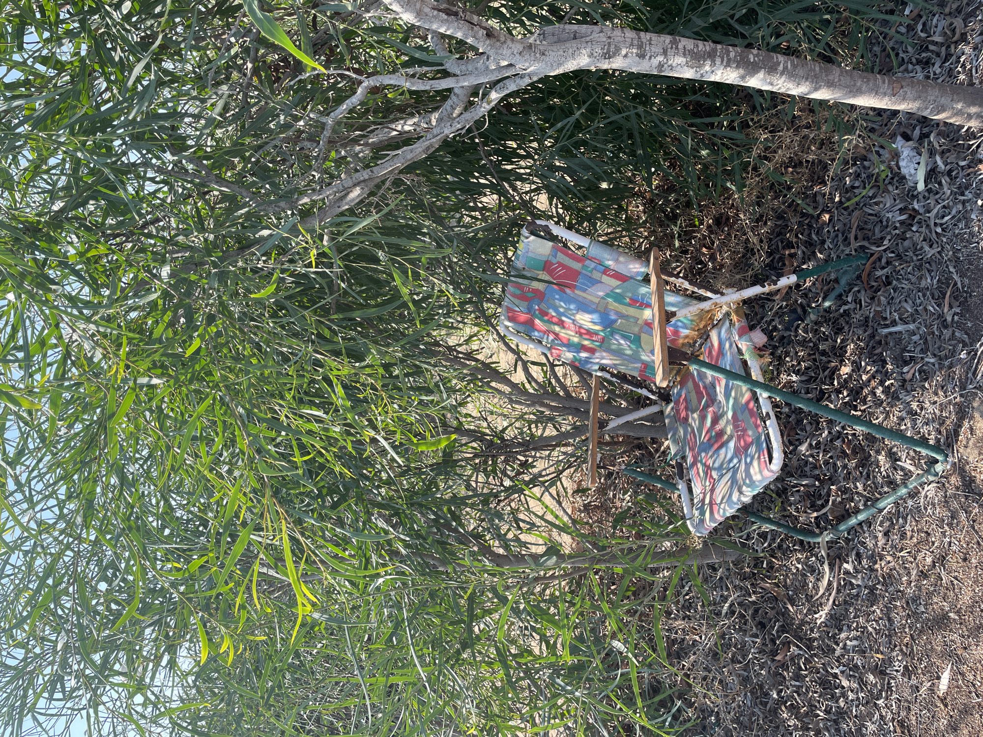 A colorful folding camp chair with a geometric pattern of red, blue, green, and yellow is situated outdoors, nestled amongst dense green foliage. The chair has a metal frame, appearing green and white, with wooden armrests. It is placed on dry, leaf-strewn ground. To the right of the chair, a light-barked tree trunk is visible. The background consists of more green leafy branches and a glimpse of a light blue sky. The scene appears to be in a natural, possibly arid, environment within Spathariko, Northern Cyprus.