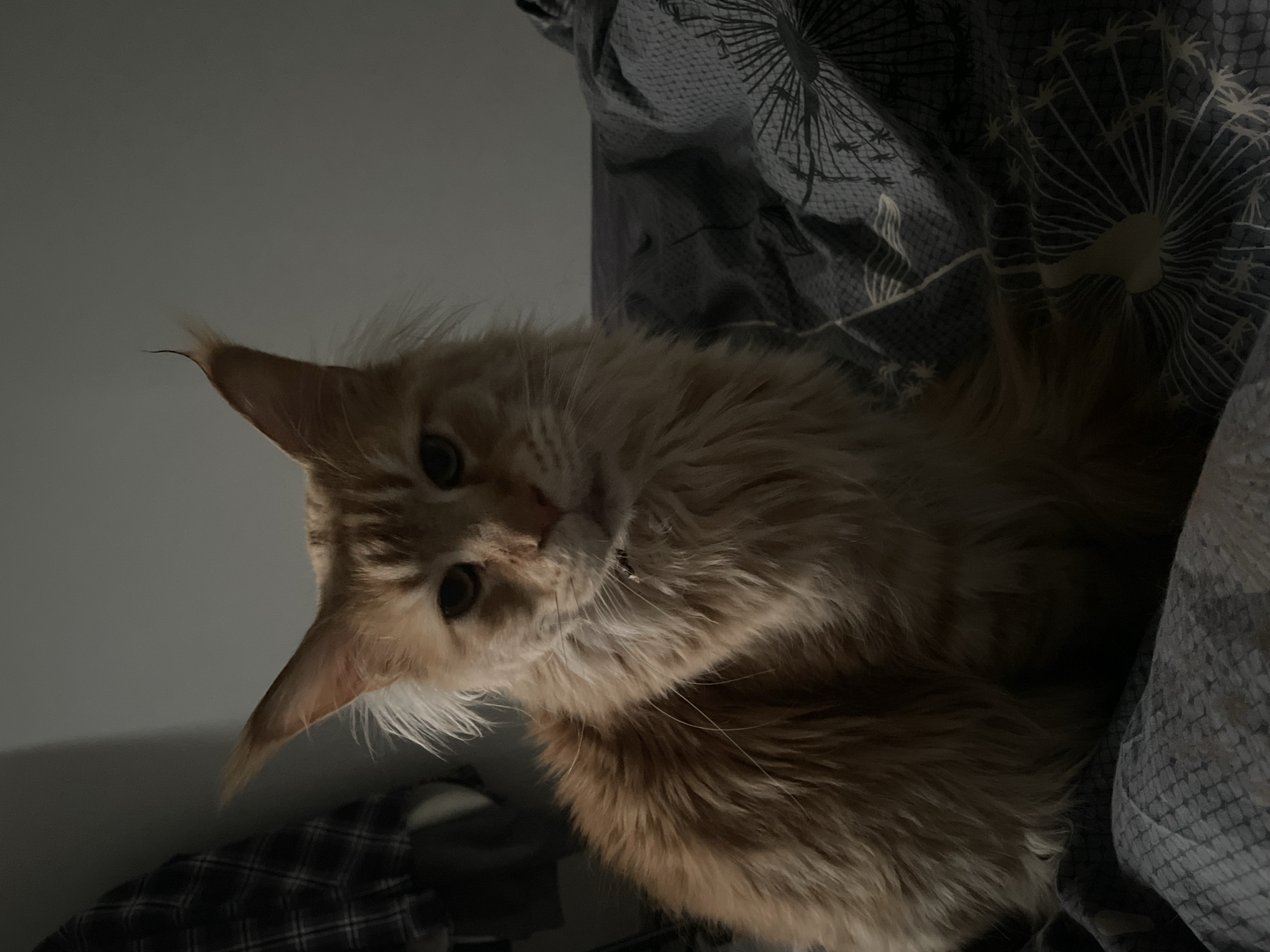 A medium shot, taken from a low angle, depicts a ginger Maine Coon cat lying on bedding. The cat, positioned slightly to the left, gazes directly at the camera. Its face is illuminated, highlighting its facial features. The bedding beneath the cat is patterned, featuring dark gray tones with a stylized design. A gray, undefined wall serves as the background.
There is no verifiable information about the location of this image in Rozsoshentsi, Ukraine.