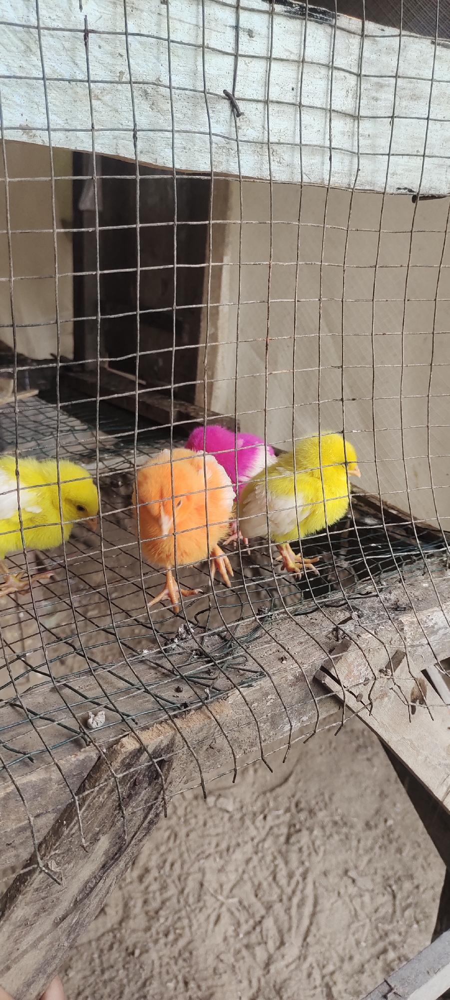 Four baby chicks, one orange and three yellow, are visible behind a wire mesh enclosure. One of the yellow chicks has a pink tuft of feathers on its head. They are standing on a rough, wooden surface in what appears to be an outdoor or partially enclosed area, with sandy ground visible below. The background is blurred and shows a wooden structure and a light-colored wall. The scene is located in the city of Geunteng, Indonesia.
