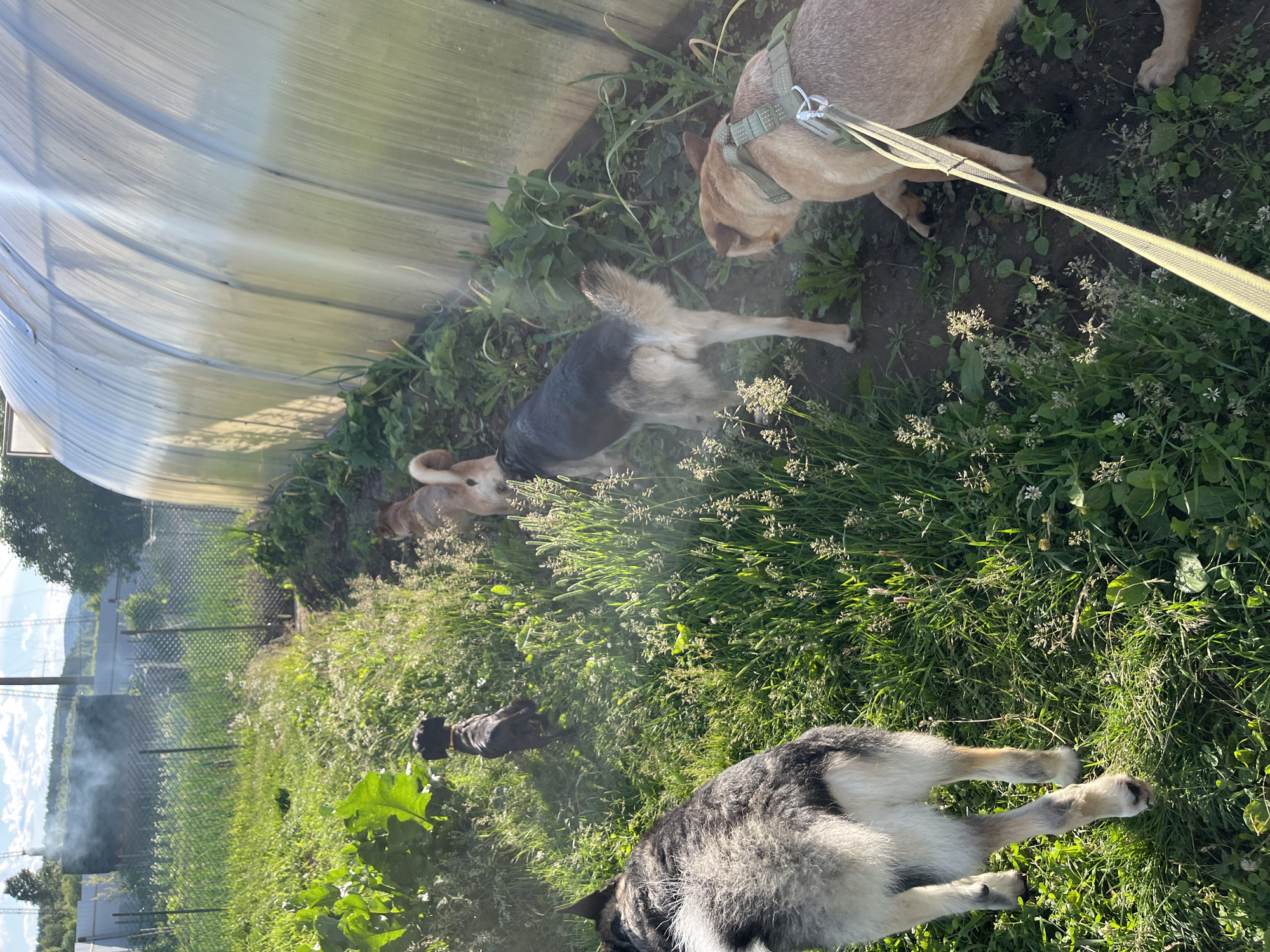 In Nizhny Tagil, Russia, four dogs are in a rural backyard. The dogs, varying in size and breed, are scattered across a grassy area near a large, translucent greenhouse. One dog, a black and tan shepherd mix, walks away from the camera, while another, a light brown dog with a green harness, is leashed and also facing away. A small black dog with a yellow collar is further back, and a reddish-brown dog is in the middle distance. The environment is overgrown with green vegetation and scattered small white flowers. A fence and some smoke rising in the background suggest proximity to other residential or industrial areas. The sun is shining, casting long shadows and creating lens flare on the greenhouse.