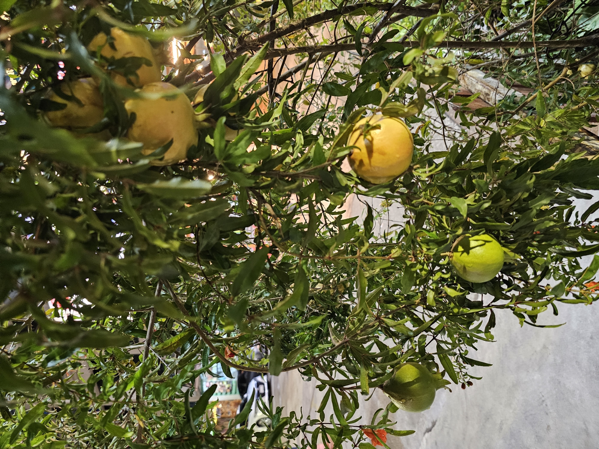 This is a close-up, eye-level shot of a pomegranate tree with several green and yellow pomegranates growing amongst dense green foliage. The pomegranates vary in size and ripeness, with some appearing nearly round and others more elongated. The tree branches are thin and brown, with some small red blossoms visible. The background is blurred, but suggests an outdoor urban setting, likely a street or walkway, with a concrete surface and hints of buildings and vehicles, suggesting a location in Bangkok, Thailand. The lighting is natural, with sunlight filtering through the leaves, creating highlights and shadows on the fruit and foliage. The overall impression is of a natural element within an urban environment.