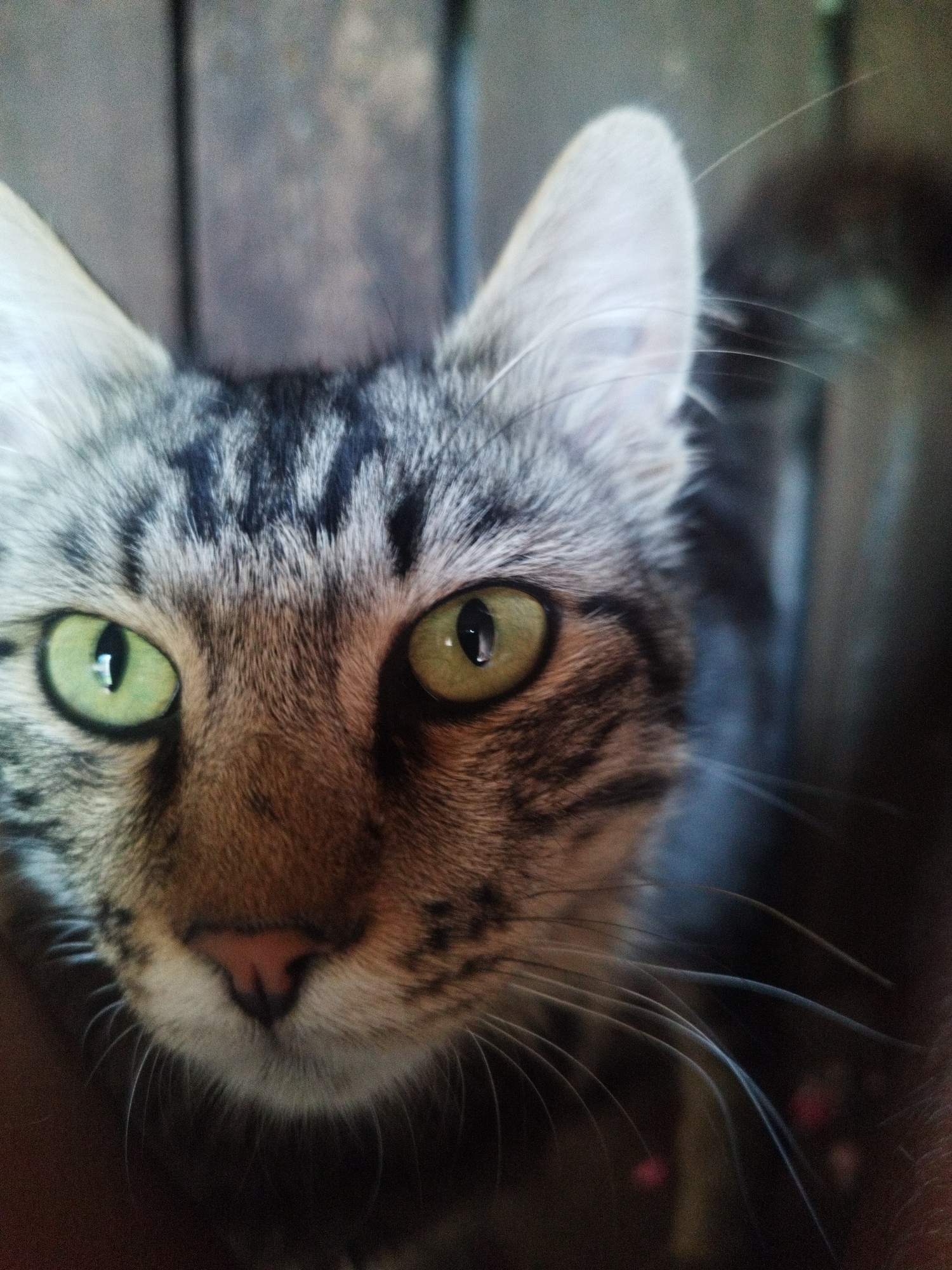 A close-up, eye-level, full-frame shot captures the face of a gray and black tabby cat. The cat's bright green eyes are the focal point, with visible reflections. Its nose is a soft pink, and long, thin whiskers extend outwards. The background is blurred and appears to be made of wooden planks, suggesting an outdoor or rustic setting. The image was taken in Lesnoy, Russia.