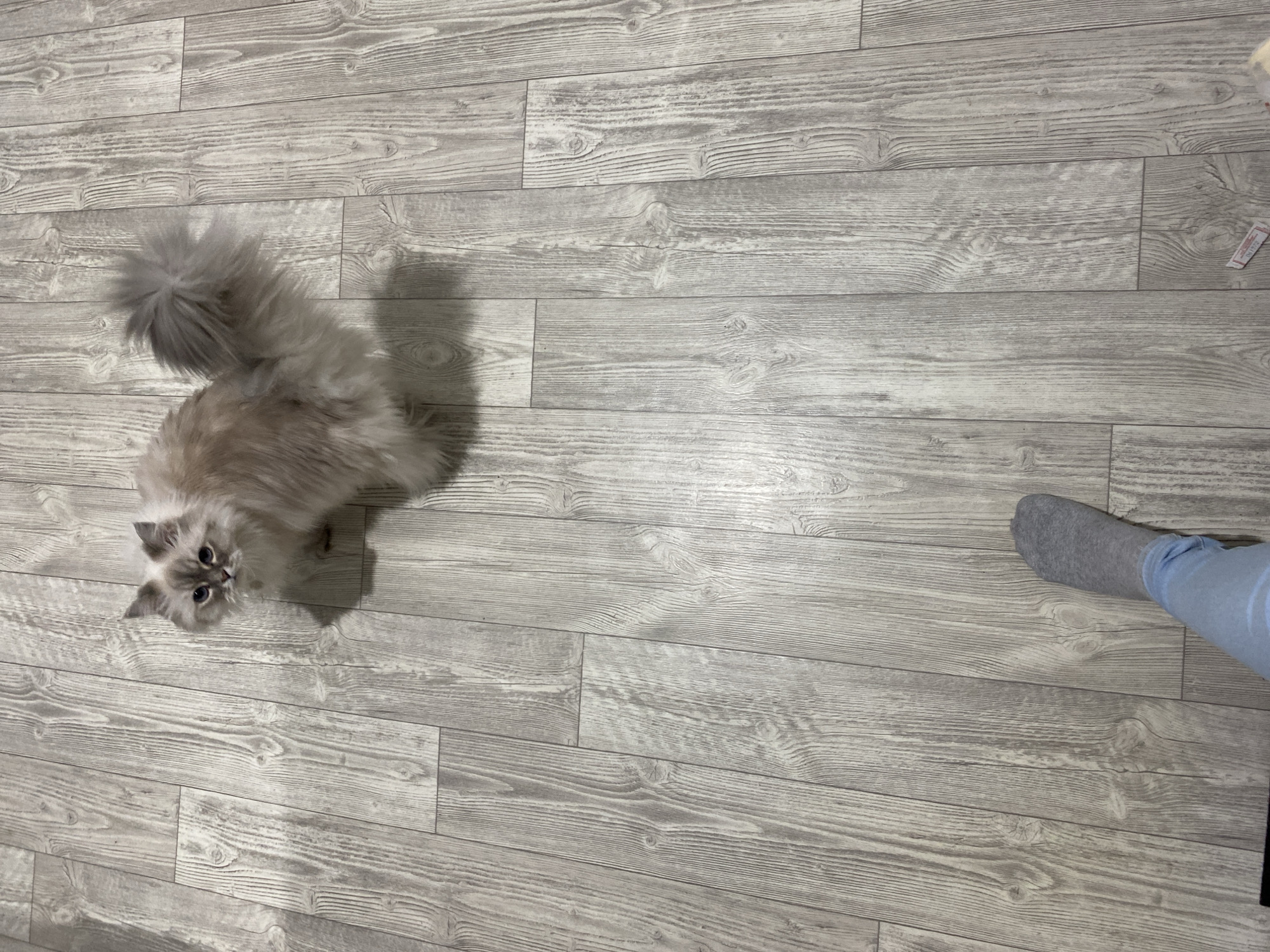 A long-haired cat is on a grey, wood-patterned floor. A foot and part of a leg are in the lower right corner of the image, wearing a grey sock and light blue pants. A small piece of paper is visible in the upper right of the image. No specific information indicates this location is in Chaikovsky, Russia.