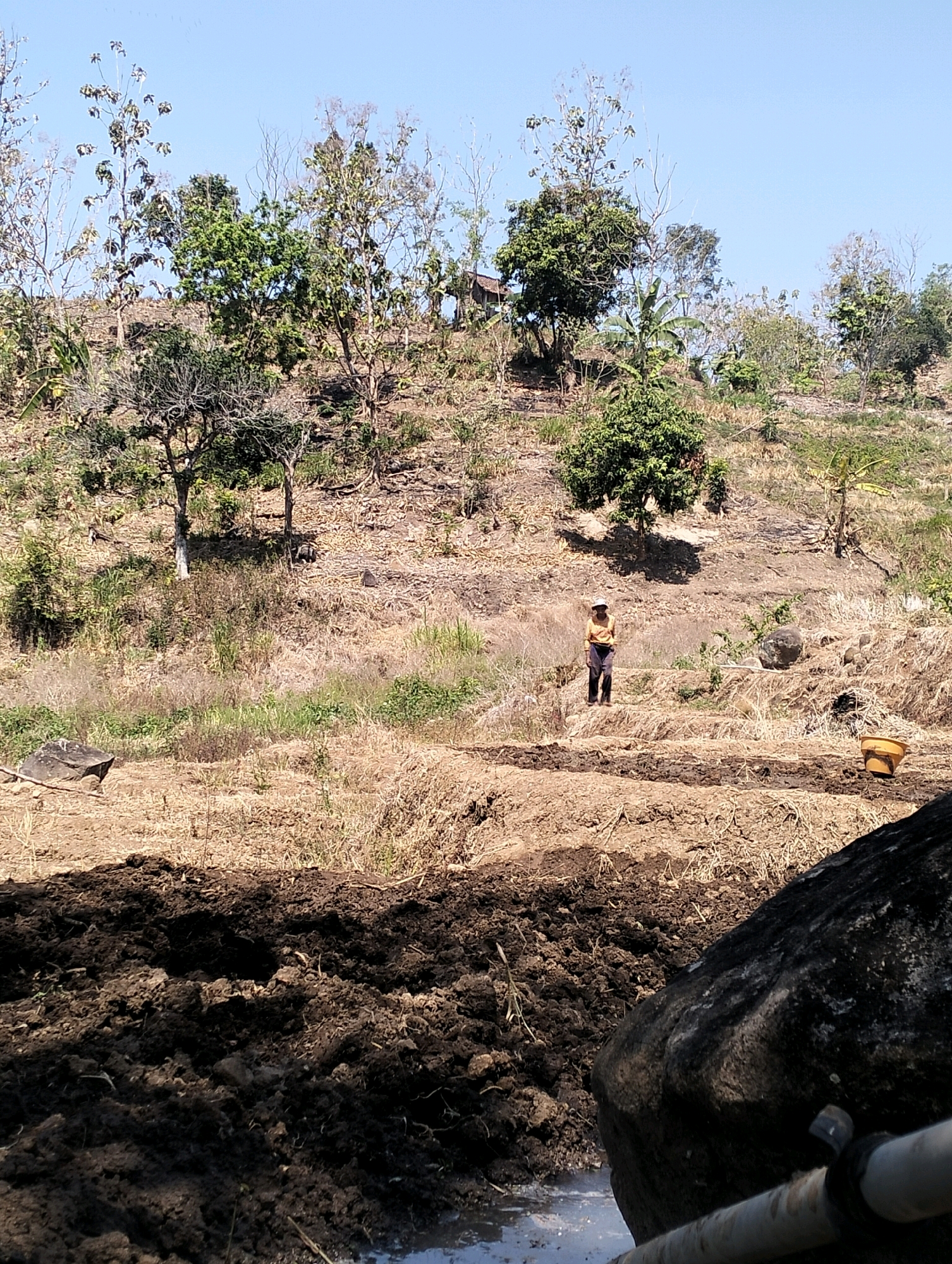 This is an outdoor, eye-level shot of a rural scene in Krondonan, Indonesia. The image captures a hillside with sparse vegetation, including trees and dry grasses, under a clear blue sky. In the middle ground, a person wearing a yellow shirt and dark pants stands in a terraced field. The foreground is dominated by dark, rich soil, possibly prepared for planting, and a large dark rock. A yellow bucket is visible on the right side of the mid-ground. The overall impression is one of agricultural activity in a dry, arid environment.