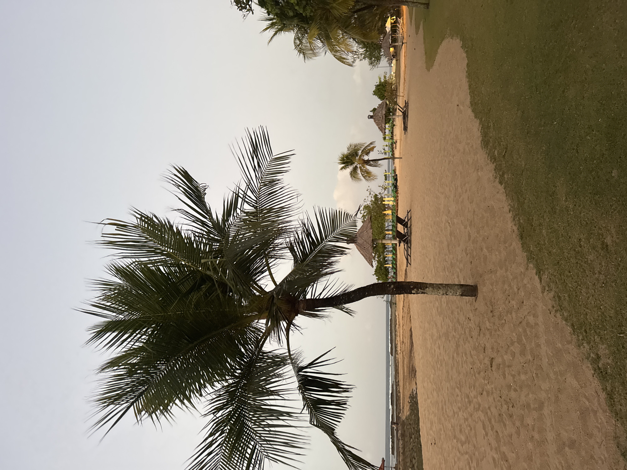 The image depicts a beach scene in Kuta Selatan, Indonesia, under an overcast sky. In the foreground, a lone palm tree stands on a sandy beach. The sand is a light brown color, with some patches of green grass visible on the right side of the image. In the middle ground, there are several thatched-roof umbrellas and lounge chairs scattered across the beach. A body of water, likely the ocean, is visible in the background with gentle waves breaking on a rocky shore. The overall impression is one of a tranquil, tropical setting. There are no people visible in the image.