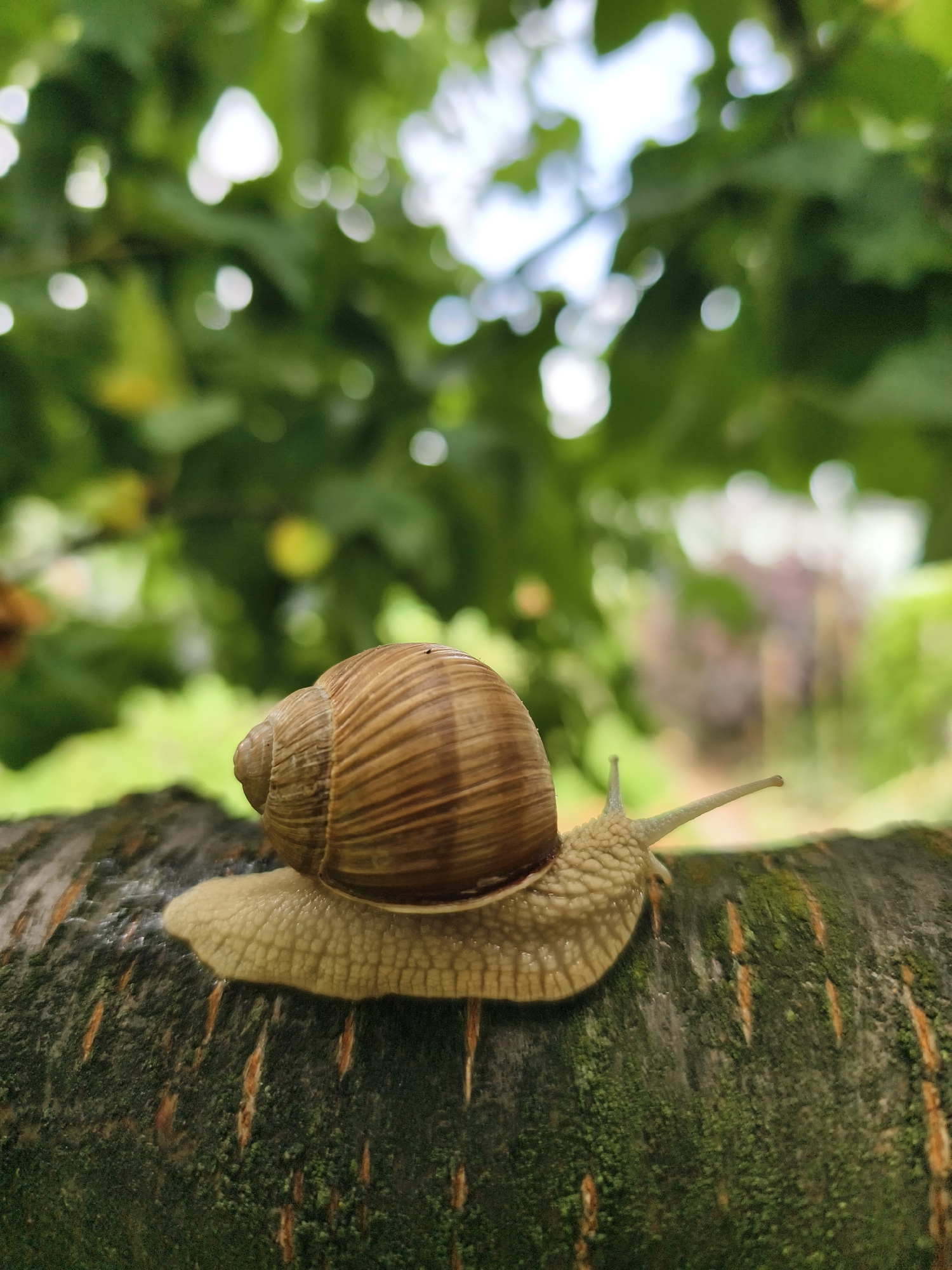 A close-up, eye-level shot features a snail on a textured, dark green, moss-covered log or branch. The snail, facing right, has a light brown, coiled shell with visible ridges. Its pale, yellowish body is elongated, with two prominent antennae extended forward. The background is a soft blur of green leaves and bright, out-of-focus white and yellow bokeh, suggesting foliage and sunlight filtering through. The scene is naturally lit, with the focus sharp on the snail and log, while the background is intentionally blurred to highlight the subject. No people or buildings are visible. The location is unknown, and no details about Tczew, Poland are present in the image.