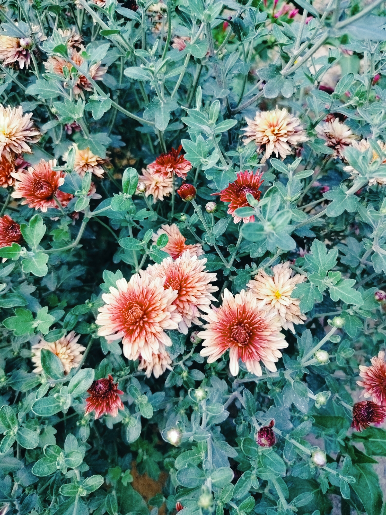 The image shows a close-up, overhead view of a cluster of chrysanthemums in bloom. The flowers exhibit a range of colors, from pale yellow and peach to deep red and rust. They are surrounded by lush, green foliage, with some stems and buds also visible. The lighting suggests an outdoor setting, possibly a garden or park. The image does not depict any people, actions, or interactions. The scene is purely botanical, focusing on the natural beauty of the flowers and their surroundings. Without further information or context, it is not possible to determine the specific location of this image within the city of Қарабұлақ, Kazakhstan.