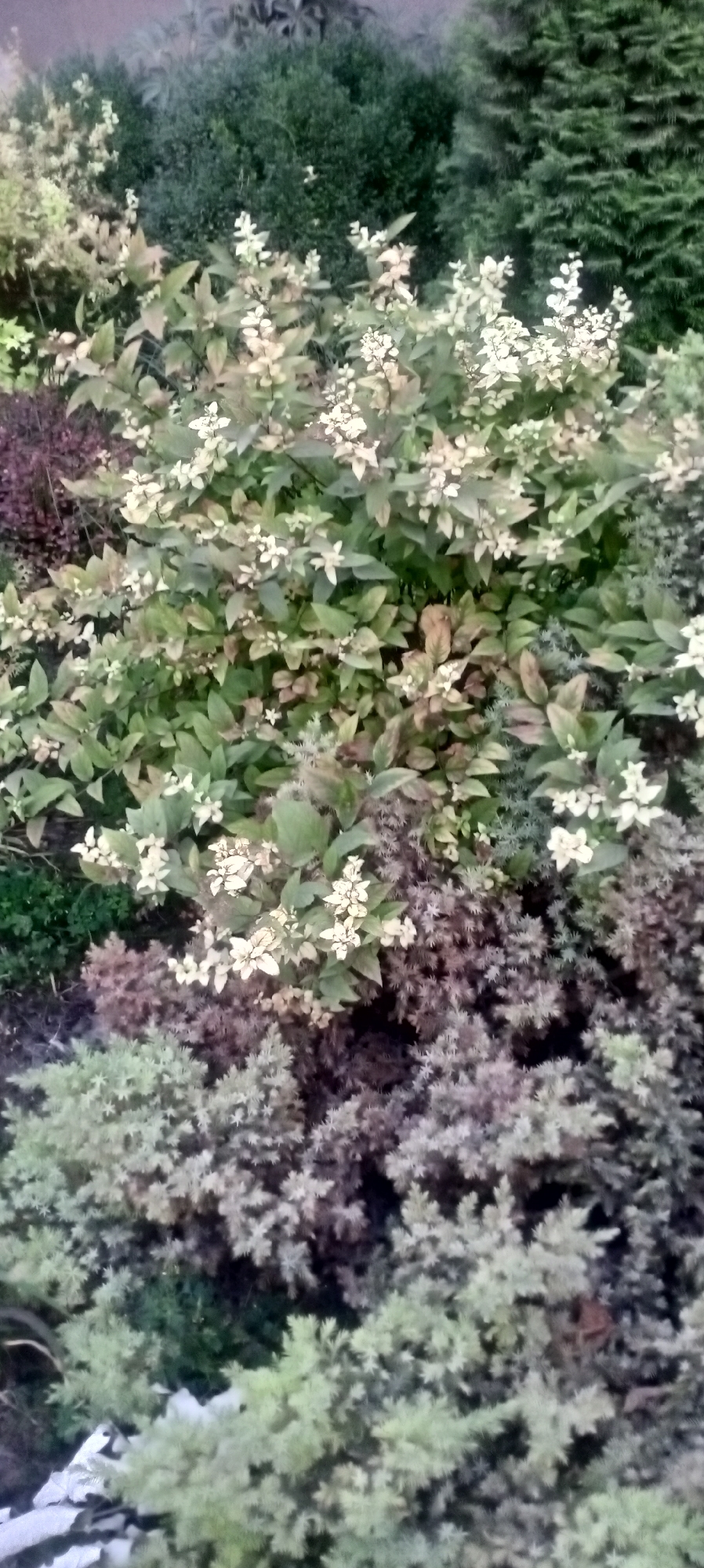 A medium shot captures an overhead view of a densely planted garden bed filled with various shrubs and plants. The dominant plant in the foreground is a deciduous shrub with variegated leaves, appearing green and creamy white, interspersed with small, delicate white flowers. This plant is surrounded by smaller, low-growing shrubs with needle-like foliage in shades of muted green, purple, and grey. In the background, taller evergreen shrubs with dark green foliage provide a dense backdrop. The lighting suggests it is daytime, possibly overcast, as there are no harsh shadows. The scene is devoid of any human presence or activity. The overall impression is of a well-maintained garden displaying a variety of textures and colors. Without specific landmarks or identifying features, it is impossible to pinpoint the exact location within Bishkek City, Kyrgyzstan.