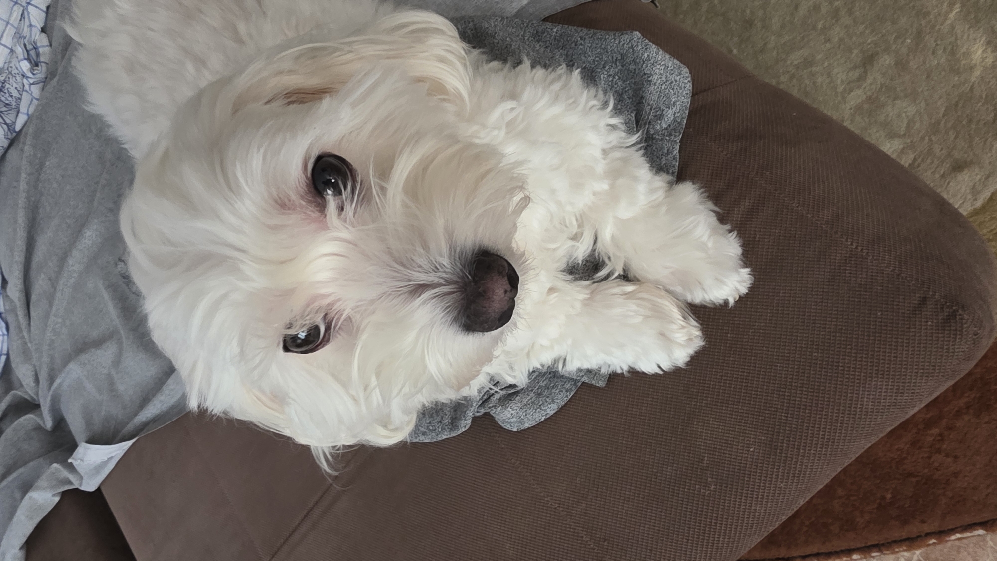 A small, white, fluffy dog is captured in a close-up, high-angle shot, looking directly at the camera. The dog, likely a Maltese or similar breed, has thick, soft white fur covering its entire body. Its large, dark, reflective eyes are prominent, showing a hint of pinkness around the rims, and its small, black nose appears moist.
The dog is resting on a soft, grey piece of fabric, possibly a blanket or clothing, which is rumpled around its head and body. This grey fabric, in turn, lies on a brown upholstered surface, which appears to be a sofa or an armchair, exhibiting a fine woven texture. In the top left corner, a small section of a blue and white plaid fabric is visible underneath the grey material. The dog's white, furry paws are visible towards the right side of the frame, resting on the brown upholstery. The background to the far right is blurred, showing a lighter, textured surface, possibly a rug or another piece of furniture. The lighting is soft, illuminating the dog's bright white coat. The dog's expression appears curious and gentle. There is no visible text in the image. The scene suggests a quiet, domestic setting.