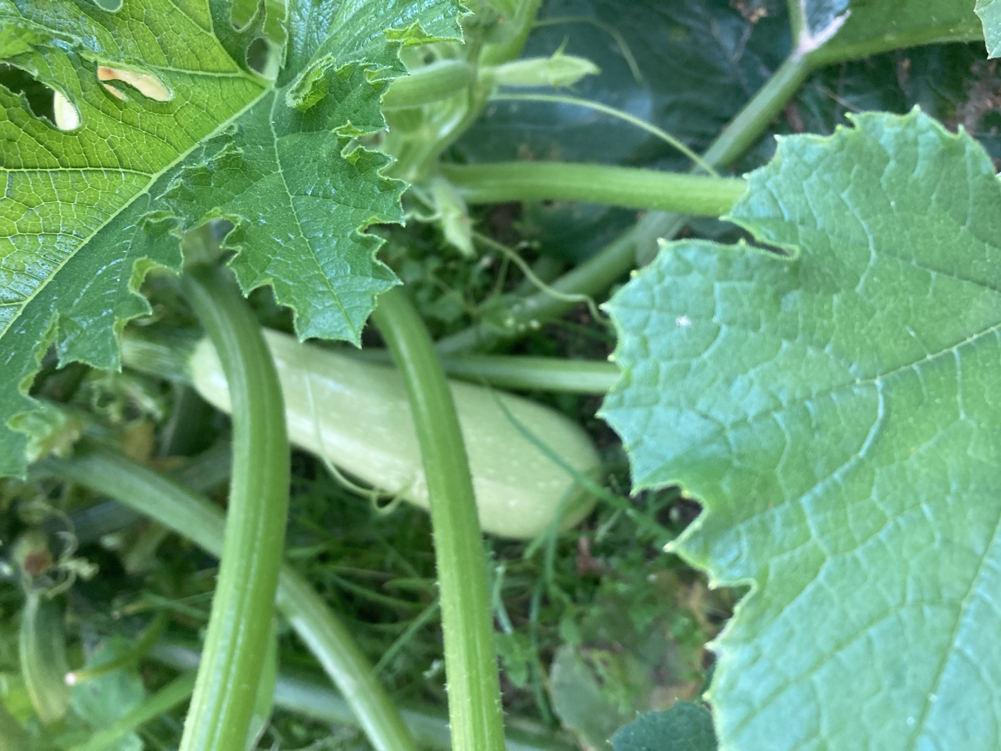 The image is a close-up, eye-level shot of a light green zucchini plant growing outdoors. The focus is on a single, elongated zucchini, pale green in color with subtle lighter speckling, which is partially obscured by the plant's large, dark green leaves and stems. The leaves are serrated along the edges and show signs of minor damage, including some holes and lighter-colored patches. The stems are thick and green, with some appearing to be hairy. The background consists of other green foliage and what appears to be soil or ground cover. The lighting suggests it is daytime, possibly overcast or in a shaded area, as there are no harsh shadows. The image provides no information about people, actions, or interactions, and no specific location within Жодзінскі сельскі Савет, Belarus can be identified.