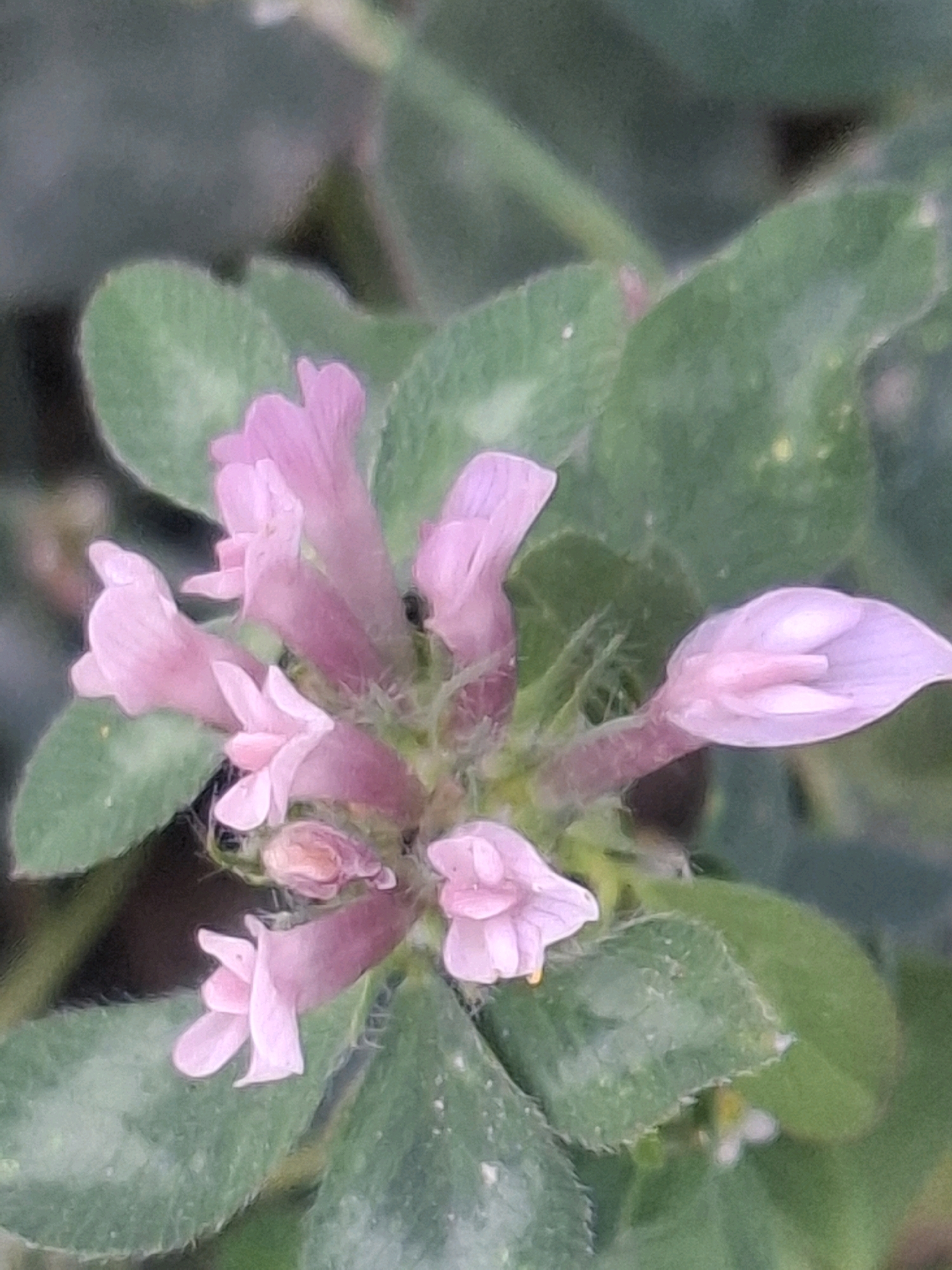 The image shows a close-up view of a cluster of small, pink flowers with green leaves in the background. The flowers are tubular with ruffled petals, and some appear to be buds. The leaves are oval-shaped and have a slightly fuzzy texture. The lighting is soft, suggesting it may be overcast or taken in shade. The scene is entirely natural, depicting a plant in a garden or wild setting. There are no man-made structures or any indication of an urban environment. Thus, it is not possible to determine the location in the city of Almaty, Kazakhstan.