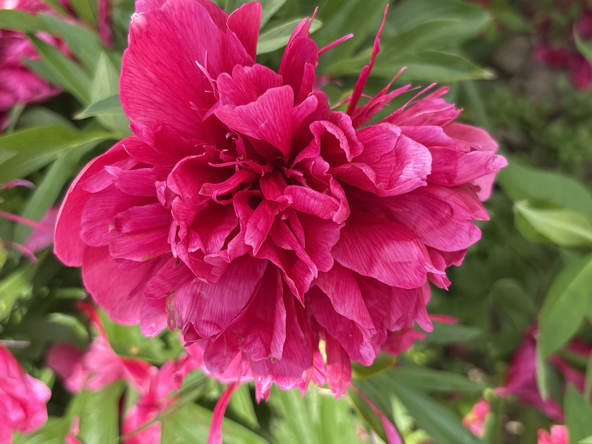 A close-up, vertical shot showcases a vibrant pink peony flower in full bloom. The petals are layered and ruffled, with delicate veins visible. The background is a soft blur of green leaves and other pink flowers, suggesting a garden setting. The image appears to be taken outdoors, likely in daylight, given the bright and natural lighting. There are no people or animals visible in the frame. The overall impression is one of natural beauty and floral abundance. The specific location of Kumyony, Russia, is not visually identifiable from the image itself.