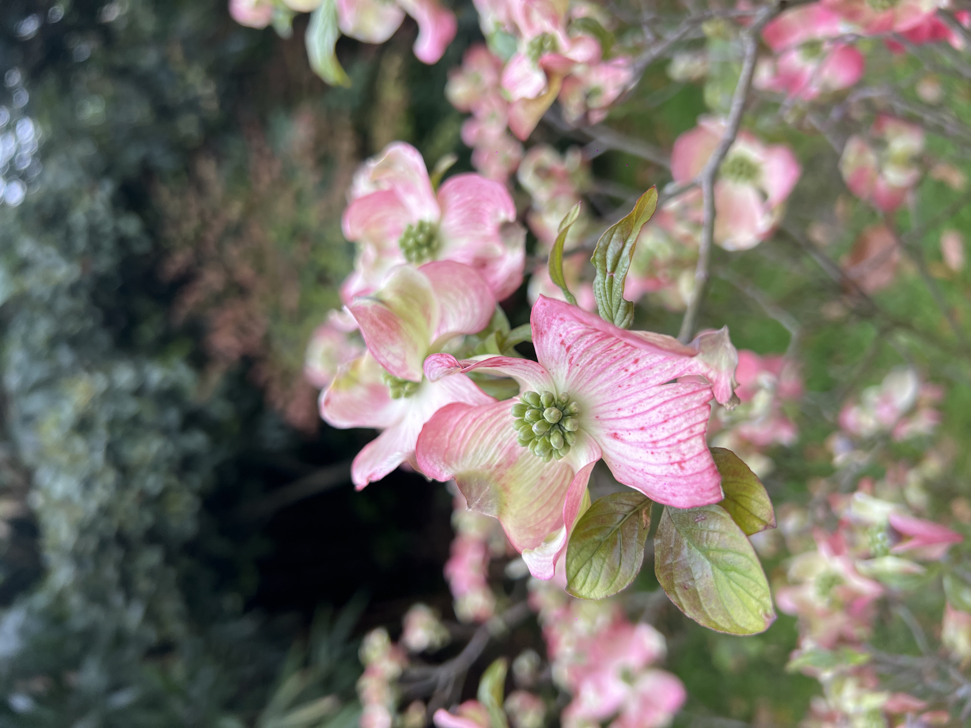 A close-up photograph captures several delicate pink and white dogwood flowers (Cornus florida) in full bloom, set against a softly blurred natural background. The flowers, which are technically bracts, display a gradient of colors from vibrant pink at the edges to a lighter pink and greenish-white towards their centers. Prominent, darker pink veins run across the surface of the petals, adding texture. In the heart of each 'flower,' a cluster of small, green, true flowers is visible.
Several green leaves, some with reddish or brownish undertones, accompany the blossoms, suggesting new spring growth. Thin, dark branches support the flowers. The background is an unfocused tapestry of dark green foliage and lighter green patches, with faint hints of more pink blooms, creating a gentle bokeh effect that emphasizes the foreground flowers.
The setting is an outdoor environment, likely a garden or park in Sochi, Russia, during what appears to be a clear or partly cloudy daytime, given the soft, diffused lighting. The image evokes a sense of natural beauty and the freshness of springtime. No human activity or visible text is present in the scene.
