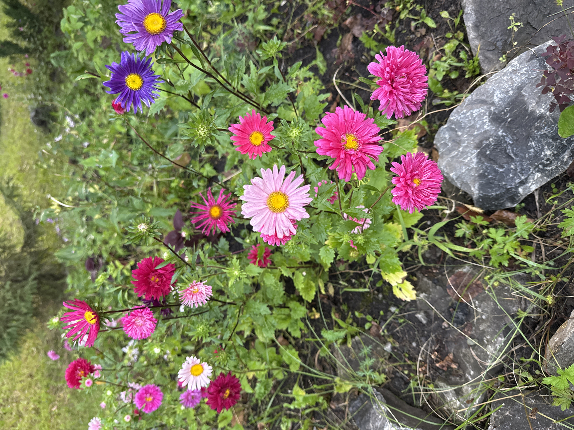 A close-up, eye-level shot captures a variety of asters in bloom, situated in a garden bed. The flowers exhibit a range of colors, including vibrant pinks, deep fuchsia, soft lavender, and bright purple, with yellow centers. Some flowers are fully open, revealing their delicate petals, while others are still in bud form. The surrounding environment is characterized by lush green foliage, patches of damp soil, and rough-textured gray rocks. The lighting suggests an overcast day, casting a soft, diffused light on the scene. The composition is densely packed with flowers, creating a visually rich tapestry of color and texture. The setting appears to be a residential garden or a public park area within the city of Chelyabinsk, Russia, likely during the late summer or early autumn blooming season. No people or animals are visible in the frame.