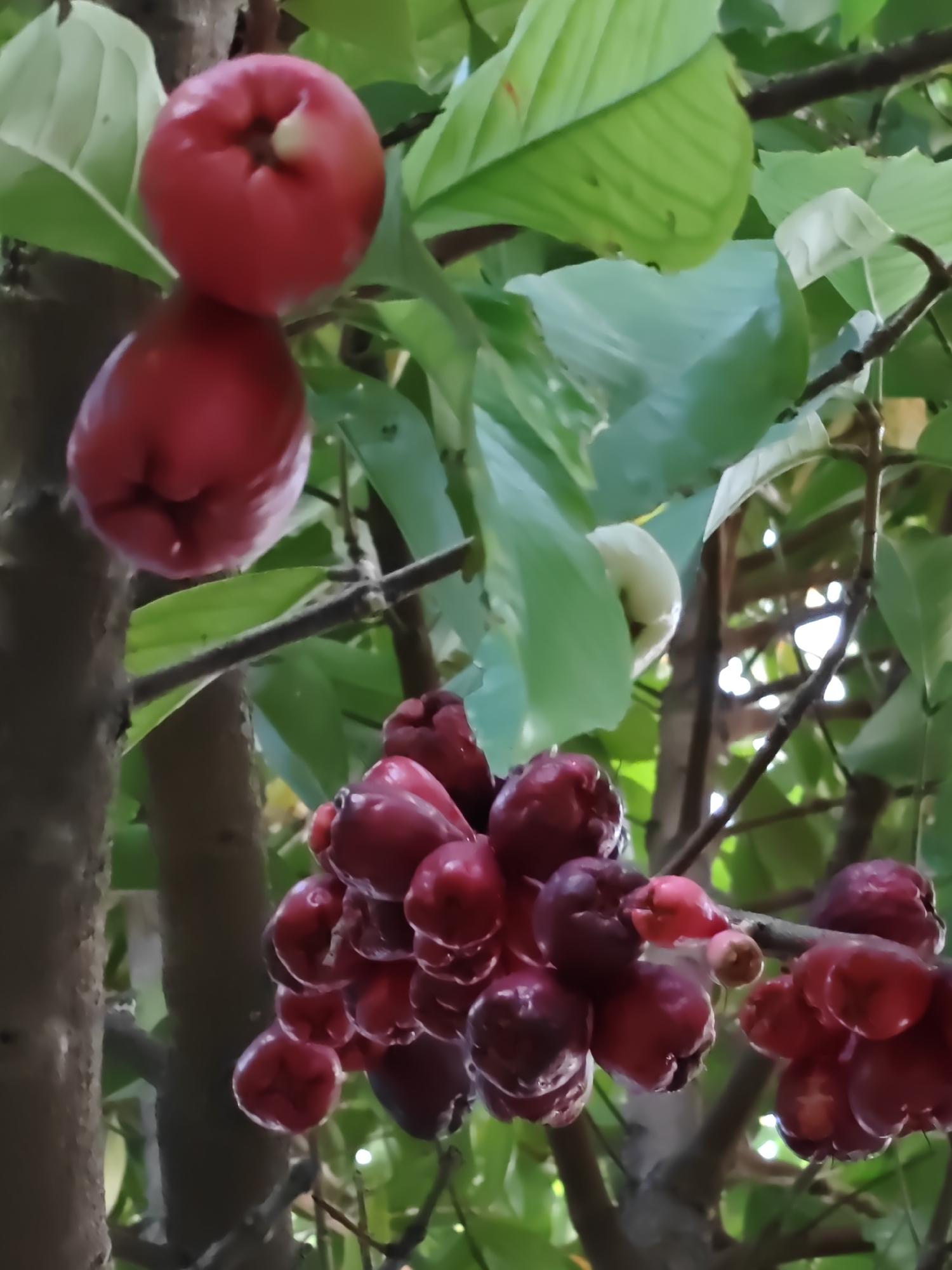 The image displays water apple (Syzygium samarangense) fruits growing on a tree, located in Blangcot Tunong, Indonesia. In the upper left quadrant, two distinct, bright red, bell-shaped fruits are suspended individually, with the uppermost fruit showing a light-colored calyx remnant. Towards the center and extending to the right, dense clusters of multiple, darker red to purplish-red, bell-shaped fruits are observed. These fruits are affixed to dark brown tree branches and surrounded by various green leaves. The scene depicts a natural outdoor environment under ambient daylight. No individuals or man-made objects are present.