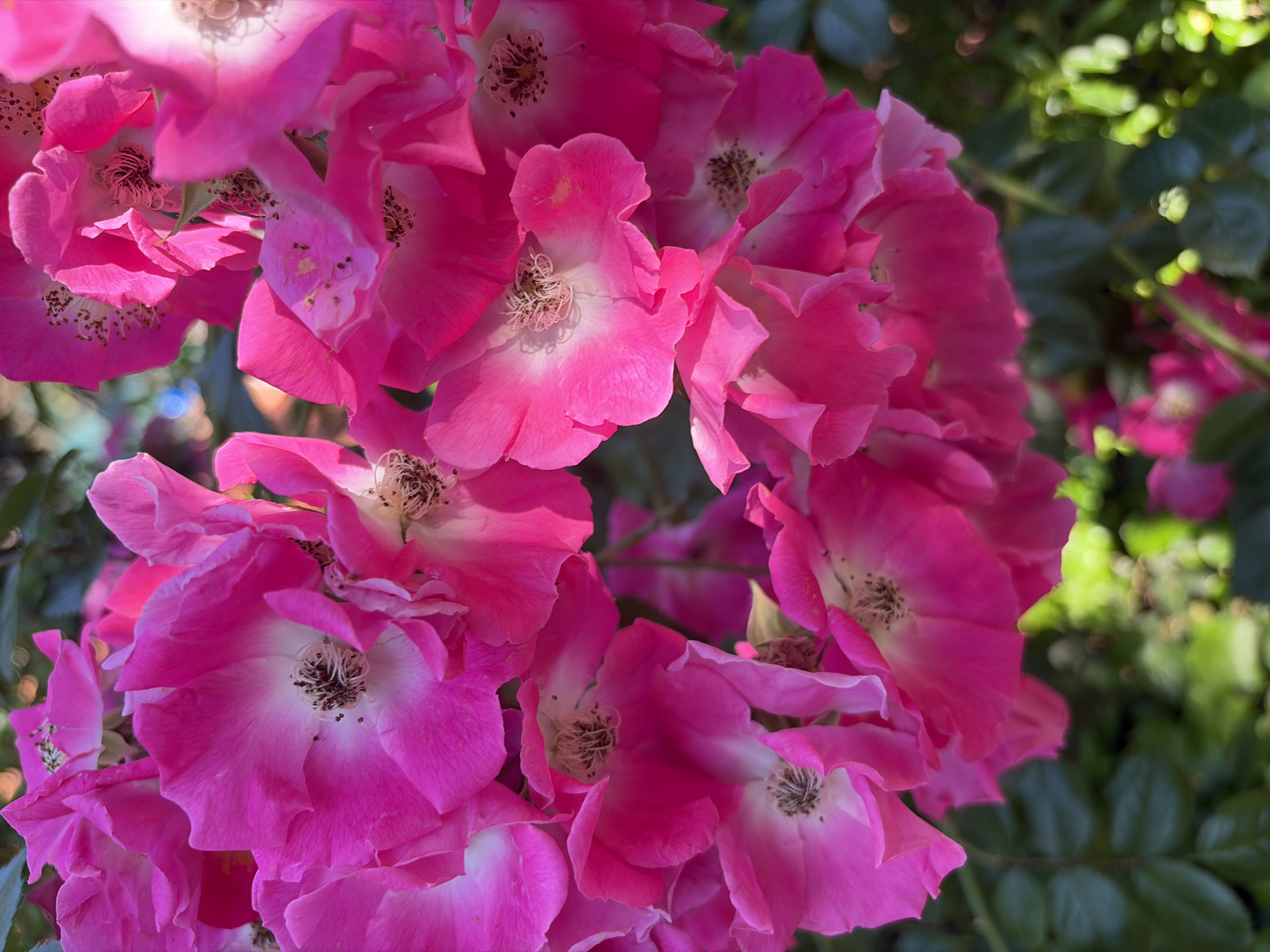 A close-up, high-angle shot captures a dense cluster of vibrant pink roses in full bloom. The roses are characterized by their delicate, ruffled petals that transition from a deep fuchsia at the edges to a lighter pink and white towards the center. The centers of the roses reveal dark stamens, some sprinkled with pollen. Sunlight filters through the blossoms, creating bright highlights and soft shadows that accentuate the texture of the petals. In the background, out-of-focus green foliage and hints of bokeh from sunlight create a lush and natural environment. The image does not contain any people. The roses are likely growing in a garden or park, a common sight in Sochi, Russia, known for its mild climate and abundant flora.