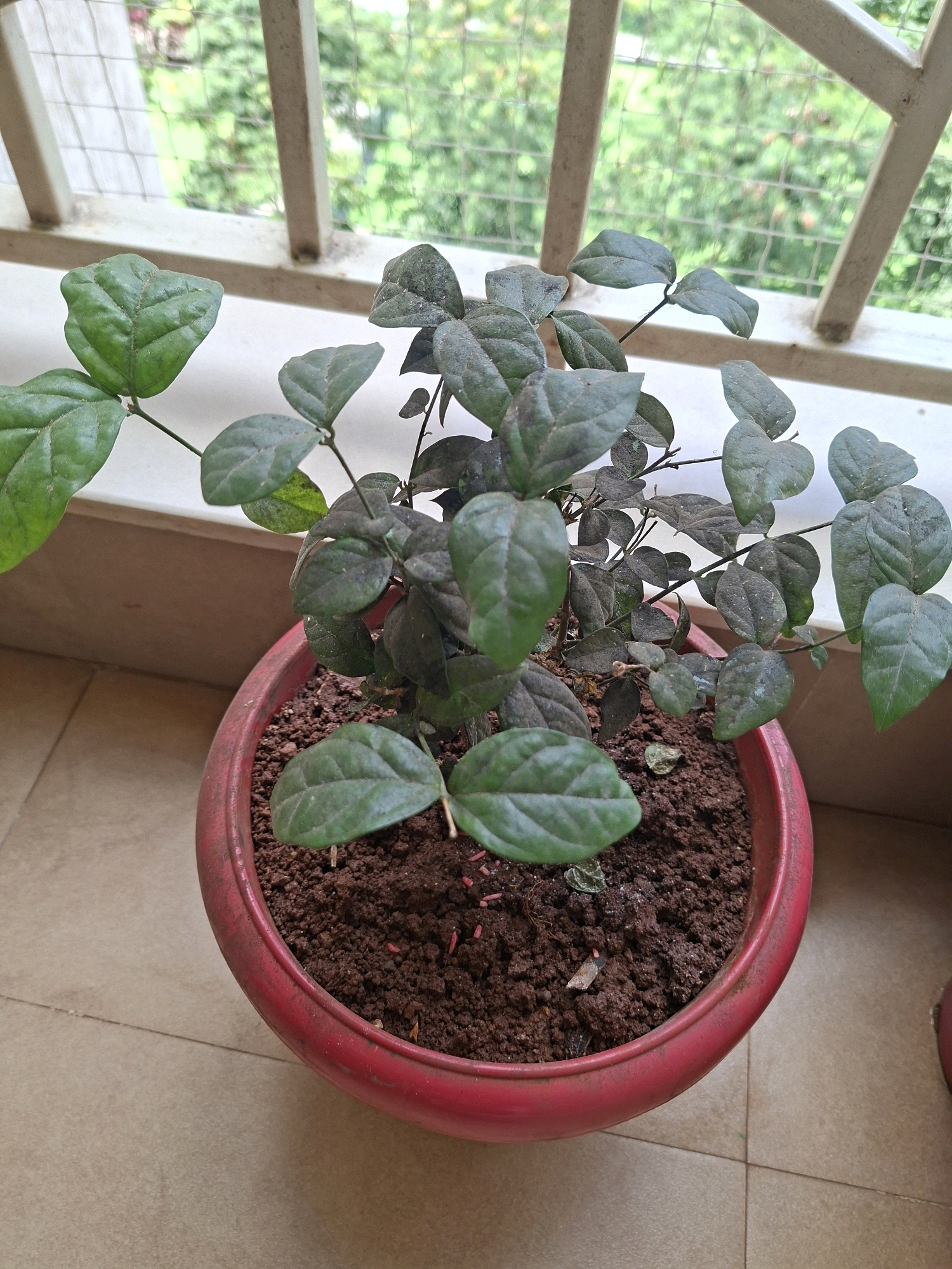 A potted jasmine plant with dark green leaves sits on a tiled balcony floor in Pune, India. The plant is in a red plastic pot filled with dark brown soil. A white metal railing with a green net is visible behind the plant, with blurred green foliage suggesting trees and other vegetation in the background. The lighting suggests it is daytime, and the overall scene appears to be an outdoor residential setting.