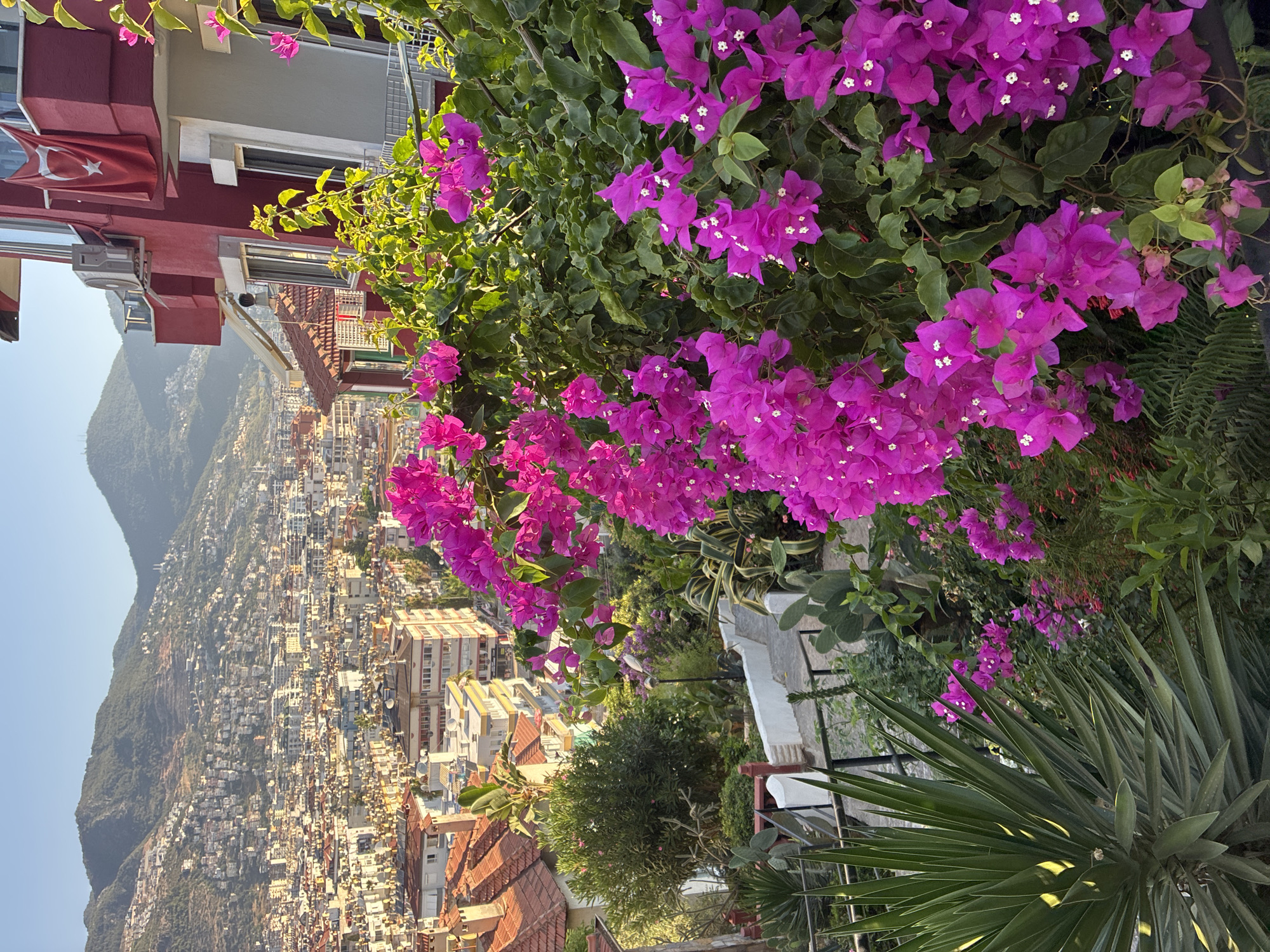 The image is a scenic view of Alanya, Turkey, from an elevated position overlooking the city. In the foreground, vibrant pink bougainvillea flowers are in bloom, cascading down a building and along a terrace. A large yucca plant with spiky green leaves is visible to the left. The building in the foreground is painted a deep red and has a balcony with an air conditioning unit and a Turkish flag hanging from it. Beyond the building and flowers, a densely populated cityscape stretches out, with numerous buildings featuring orange tiled roofs, nestled against the backdrop of lush green hills that rise steeply behind the city. The sky is clear and blue, suggesting a sunny day. A paved pathway with white railings is visible descending through the garden area. The overall impression is one of a beautiful Mediterranean coastal town bathed in sunlight.