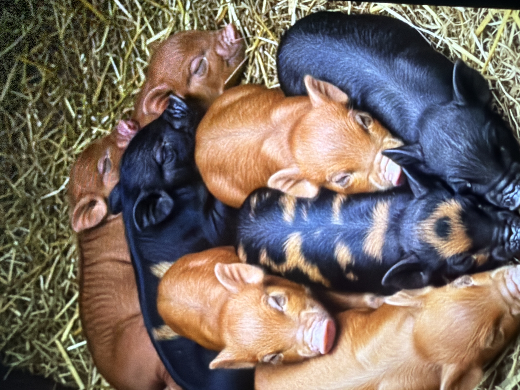 A close-up overhead shot captures a pile of newborn piglets nestled in dry straw. The piglets are varied in color, with some being a reddish-brown hue and others black, and one exhibiting a black and tan striped pattern. Their eyes are mostly closed, suggesting they are resting or sleeping. The straw bedding is visible throughout the frame, providing a rustic and natural environment for the animals. The image does not contain any recognizable landmarks or indicators to place it specifically within Bukuru, Nigeria.