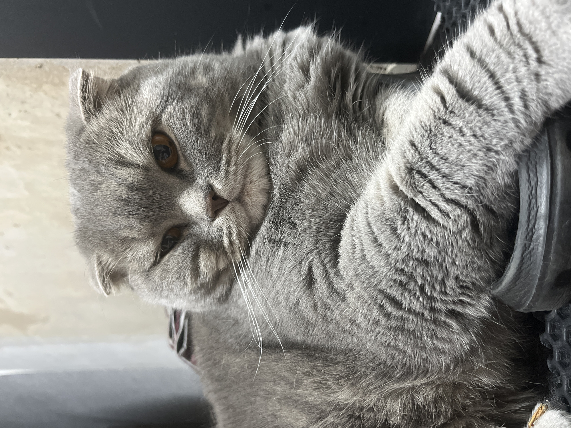 A gray Scottish Fold cat is lying down, with its paws resting on a black object. The background consists of a white surface and a dark area above it. The cat has amber eyes and long white whiskers. There is no indication in the image that the scene is in Chaikovsky, Russia.