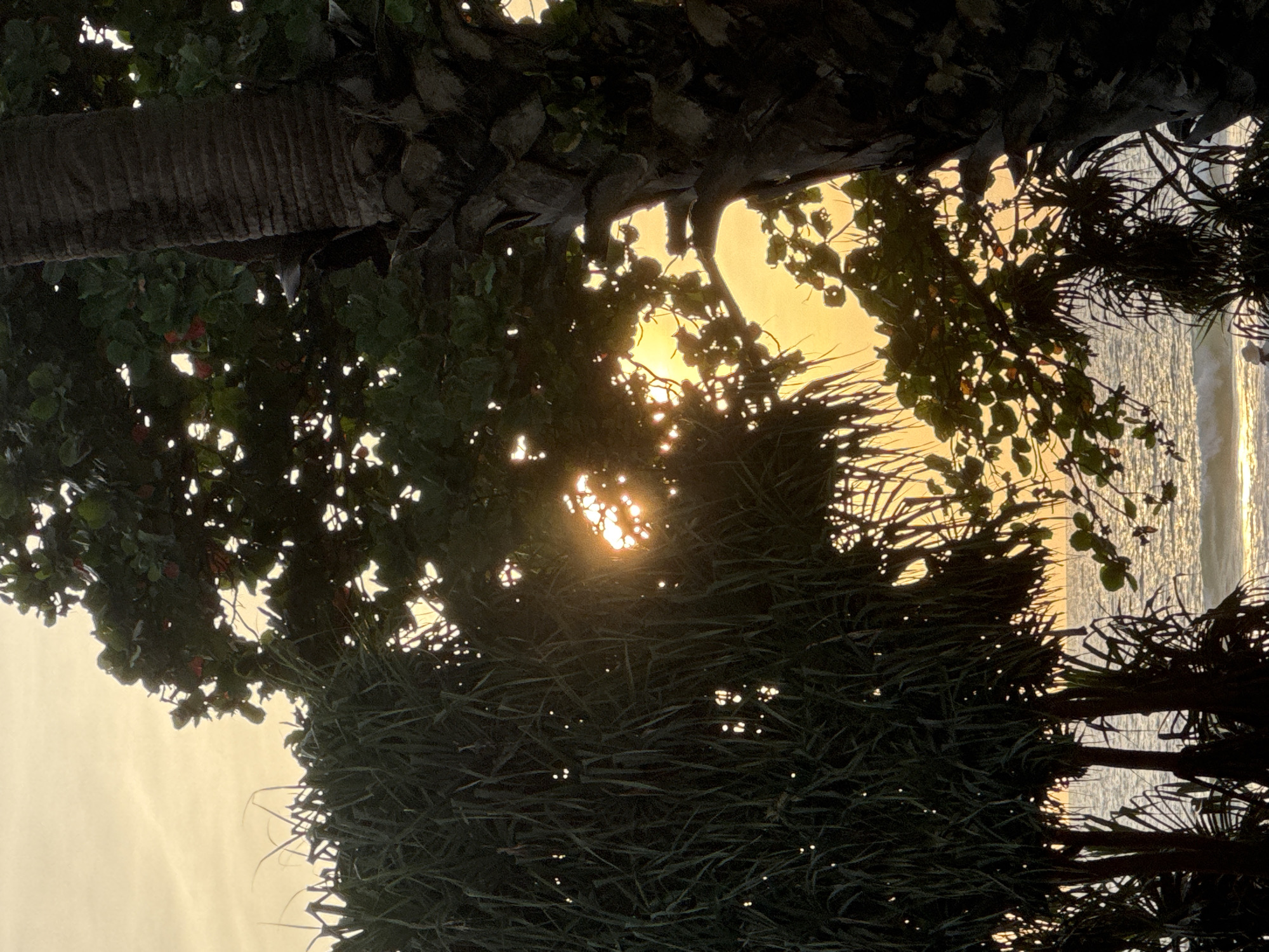 This media file captures a serene view of the ocean through the dense foliage of palm trees and other tropical vegetation. The sun, partially obscured by the leaves, casts a warm, golden glow across the scene, suggesting it is either sunrise or sunset. The water appears calm, with gentle waves visible in the distance. The image is dominated by dark silhouettes of the trees, with sunlight filtering through the gaps, creating a dappled effect. A portion of a palm tree trunk is prominently featured on the left side of the image. The overall mood is peaceful and tranquil, evoking a sense of natural beauty and the quiet moments of a tropical day in Karon, Thailand. No people, objects, or visible text are present in the frame.