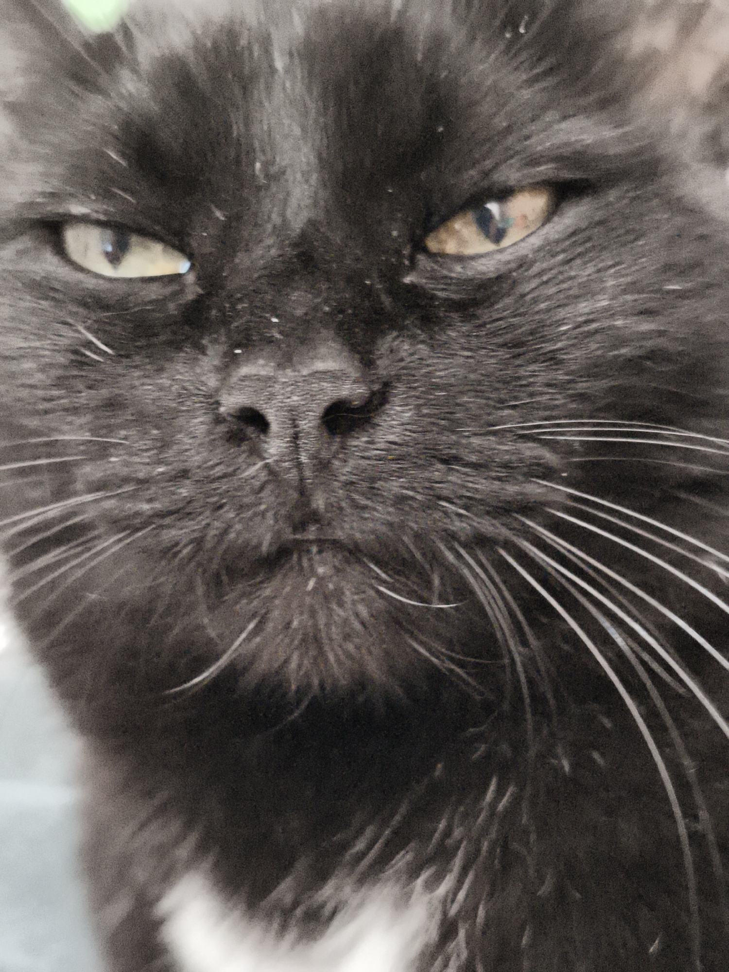 A close-up, slightly blurry, head-on, full-frame shot shows the face of a black cat. The cat's eyes are a light yellowish-brown with dark pupils. Its nose is dark and slightly textured. Long, white whiskers fan out from its snout. The cat's fur appears to be short and dense, with some lighter-colored fur visible on its chest. The background is out of focus and appears to be a light blue or gray. There are a few small white specks on the cat's fur, possibly dust or shedding. The lighting is somewhat dim.