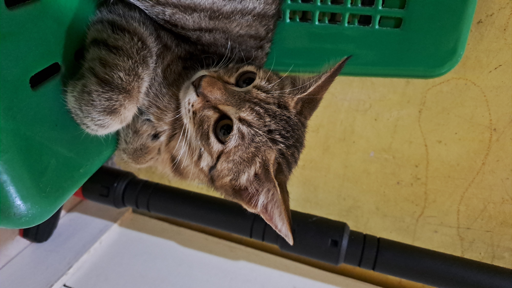 A tabby kitten is perched on a green plastic chair, its body facing left and its head turned to the right, looking away from the camera. The kitten's paws are resting on the edge of the chair. Behind the kitten, a yellow wall is visible, with a black cylindrical object to the right. The scene appears to be indoors, possibly in a residential setting in Lhokaweawe, Indonesia.