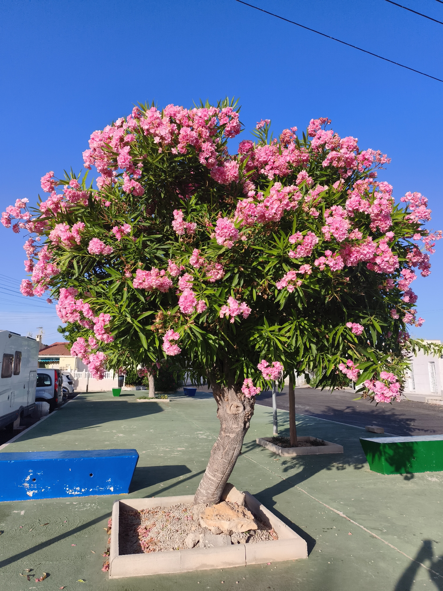 This is a medium shot image taken in Torrevieja, Spain, under a clear blue sky. The central subject is a mature oleander tree, abundant with pink flowers and lush green foliage, casting a shadow on the ground. The tree is planted in a square concrete planter filled with gravel and rocks.
In the foreground, a bright blue concrete barrier or bench is visible on the left. Behind it, parked on the left side of the frame, are a white camper van and a silver car. Further back, several houses with terracotta roofs and white facades line a street.
To the right of the oleander tree, a smaller tree is planted in a similar fashion. A bright green concrete bench or planter is situated further to the right, also casting a shadow. The ground surface is a green, slightly worn asphalt or painted surface. Power lines are visible against the sky in the upper part of the image. The overall scene suggests an outdoor public space, possibly a street or a communal area in a residential neighborhood.