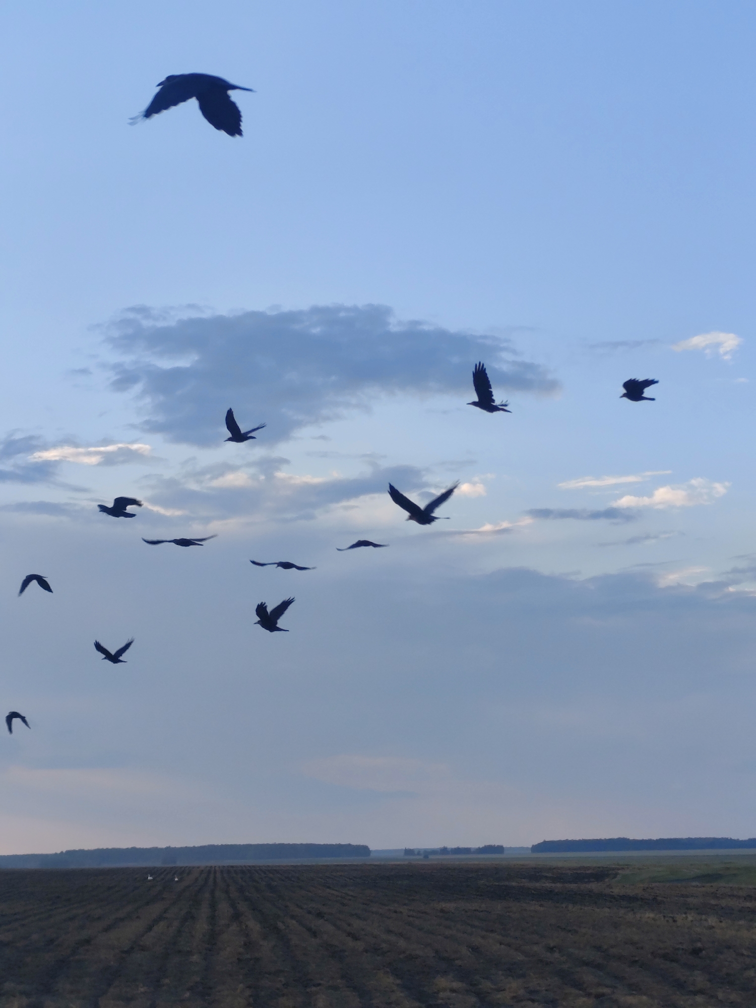 The image depicts a wide, overcast sky with numerous dark silhouettes of birds in flight scattered across it. The birds, appearing to be crows or similar species, are captured at various stages of their flight, with wings spread or in mid-flap. They are positioned at different altitudes, some closer to the camera and others further away. Below the sky is a rural landscape. The immediate foreground is a dark, plowed field, exhibiting rows from agricultural activity. In the middle ground, a distant treeline forms a dark horizontal band across the horizon. The overall impression is a vast, open expanse under a moody, cloudy sky. The specific location within Петров ауылдық округі, Kazakhstan, is identified by the scene's rural, agricultural characteristics and the vast, open sky typical of steppe regions. No people or specific structures are clearly visible, emphasizing the natural elements of the environment.