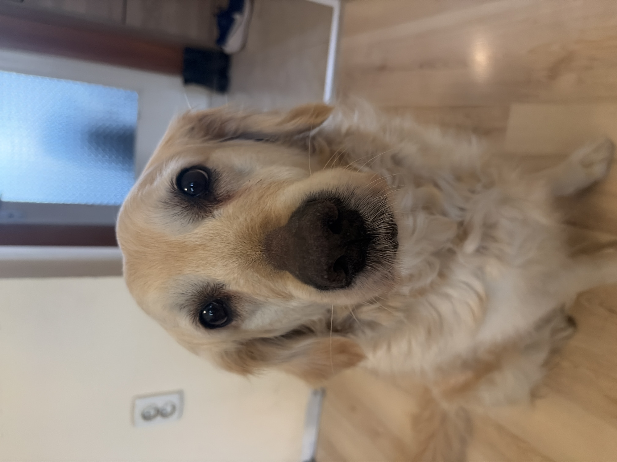 A close-up, high-angle shot of a golden retriever dog. The dog is indoors, likely in a home setting, as indicated by the wooden flooring and a partial view of a wall with an electrical outlet. There's also a hint of a door with frosted glass in the background. The dog's face dominates the frame, with its dark eyes, light-colored fur, and prominent black nose. The dog is looking directly at the camera, with a slightly tilted head. The location is Unknown, Unknown.