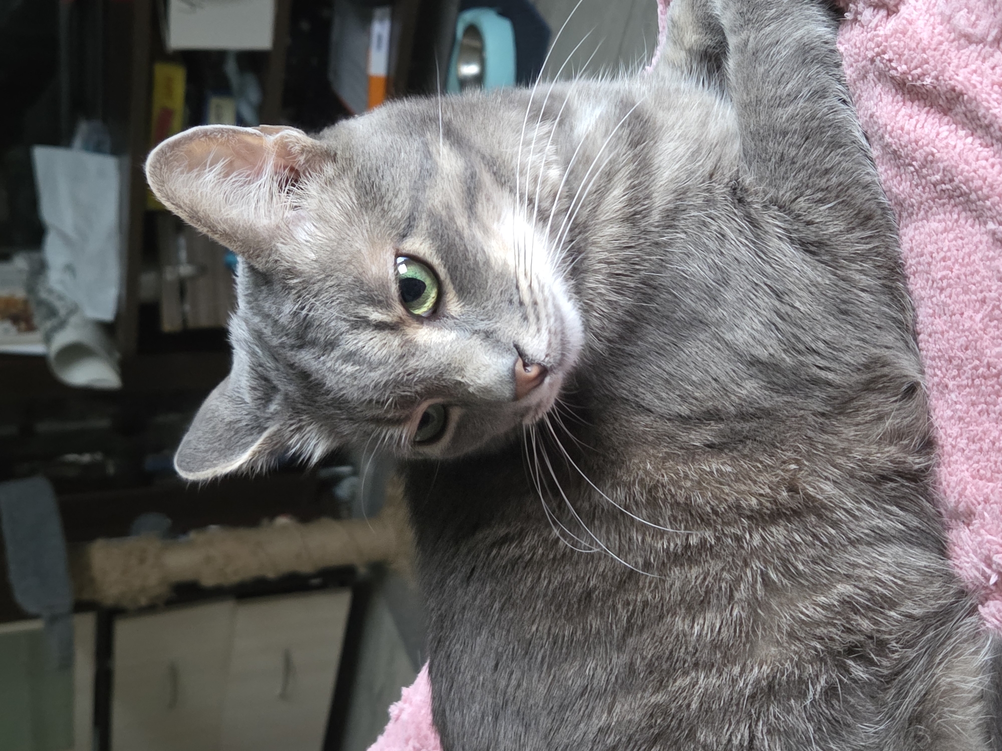 A gray tabby cat lies on a pink, textured surface, possibly a blanket or towel. The cat's body is oriented diagonally across the frame. The cat is looking towards the camera with one eye more visible than the other. The ear on the left is facing upwards. The background contains partially visible cabinets and miscellaneous items, suggesting an indoor setting.