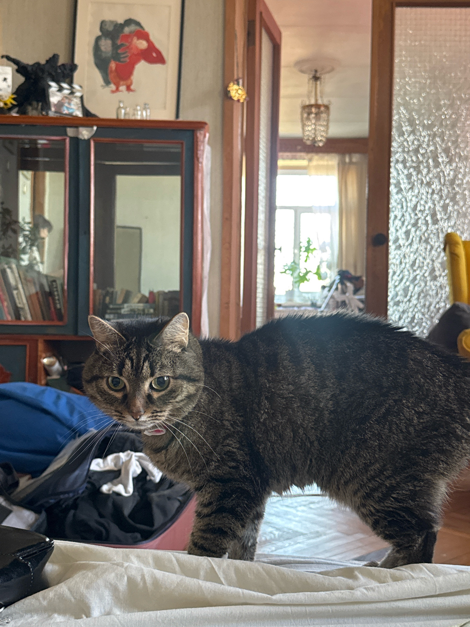 A tabby cat with green eyes is positioned in the foreground of a domestic indoor setting, its body arched. The cat is looking directly at the camera. The background features a wooden cabinet with glass doors, displaying books and decorative items. Further in the background, a doorway leads to another room with a window and curtains. The overall scene appears to be a living room. No information about the location in Moscow, Russia is present in the image.