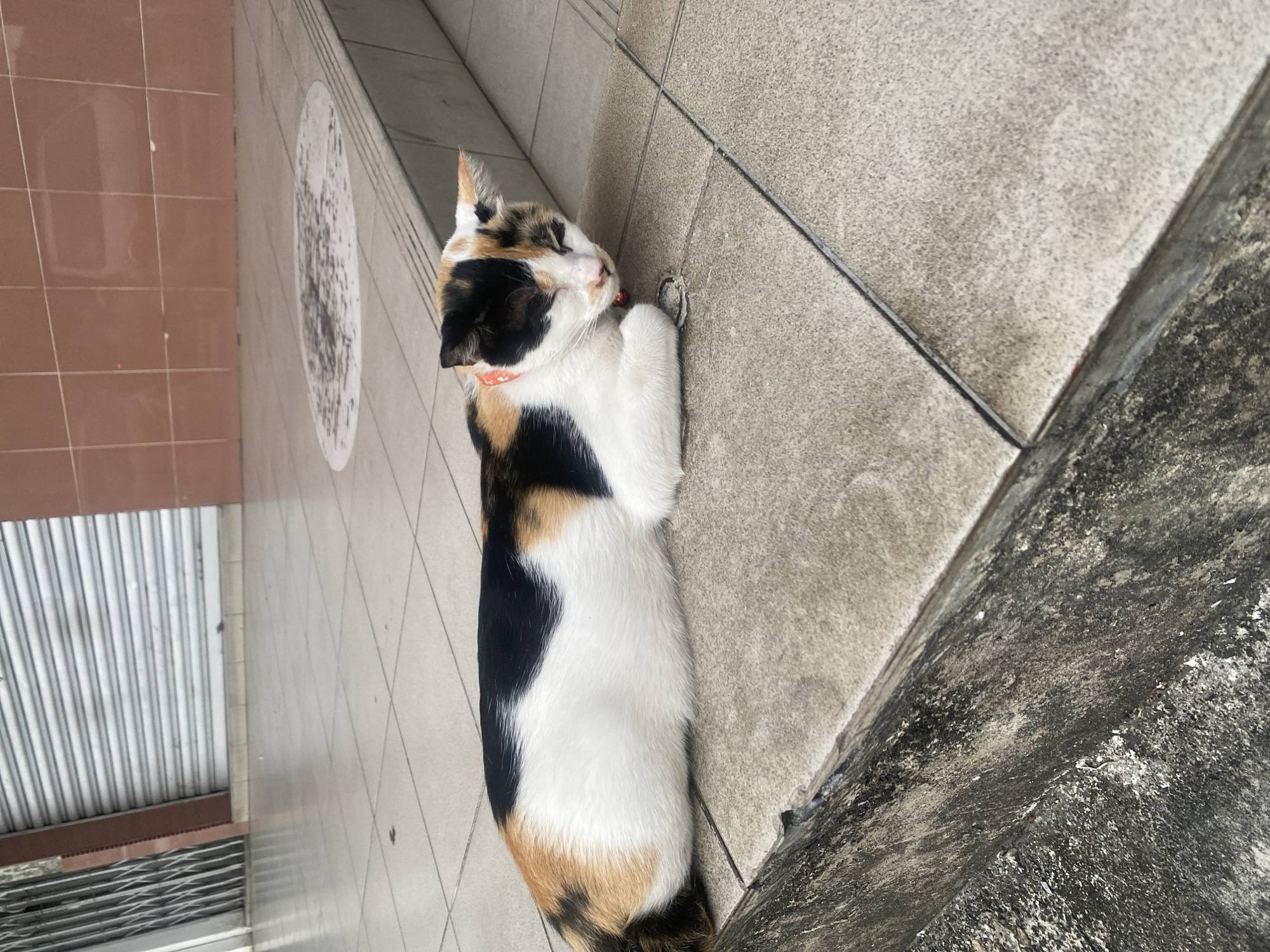 A calico cat with black, white, and orange patches is lying on a tiled step outside a building. The cat is wearing a red collar with a small bell. The tiled area appears to be an outdoor walkway or porch. In the background, a metallic roll-up door and a wall tiled with reddish-brown squares are visible. The ground tiles are a light grey and appear slightly worn. The overall environment suggests a commercial or residential building facade.