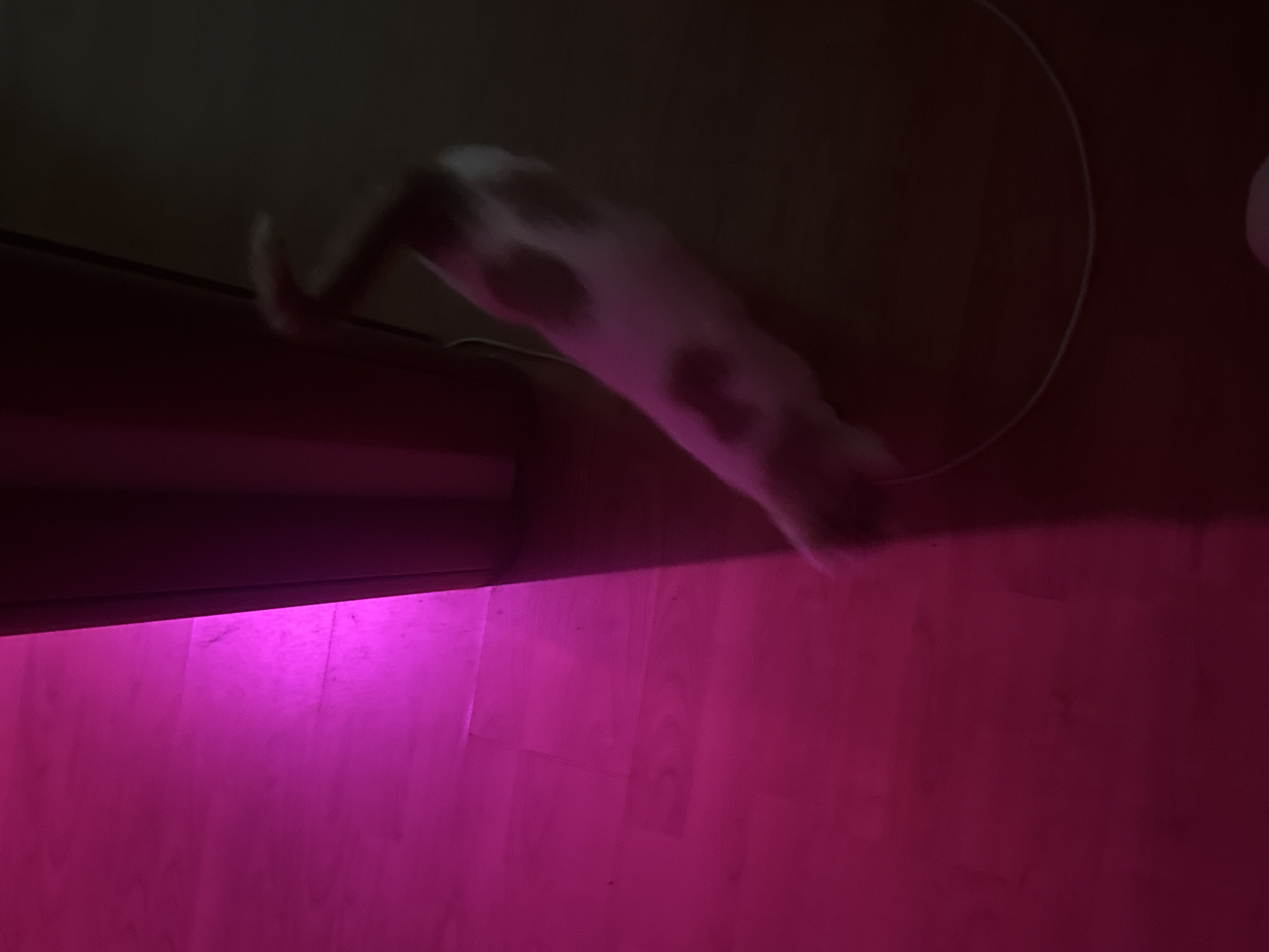 The image shows a cat, likely a domestic shorthair, with white and brown markings, stretching out on a wooden floor. The floor is partially illuminated by a bright pink light source on the left side of the frame. The right side of the image is dark, with the cat's body extending into the shadowed area. A dark, cylindrical object, possibly a trash can or a piece of furniture, is visible in the center, casting a shadow. A thin, white wire or cord is visible looping on the floor in the darker section. The scene appears to be indoors. There is no information in the image to suggest a location in Moscow, Russia.