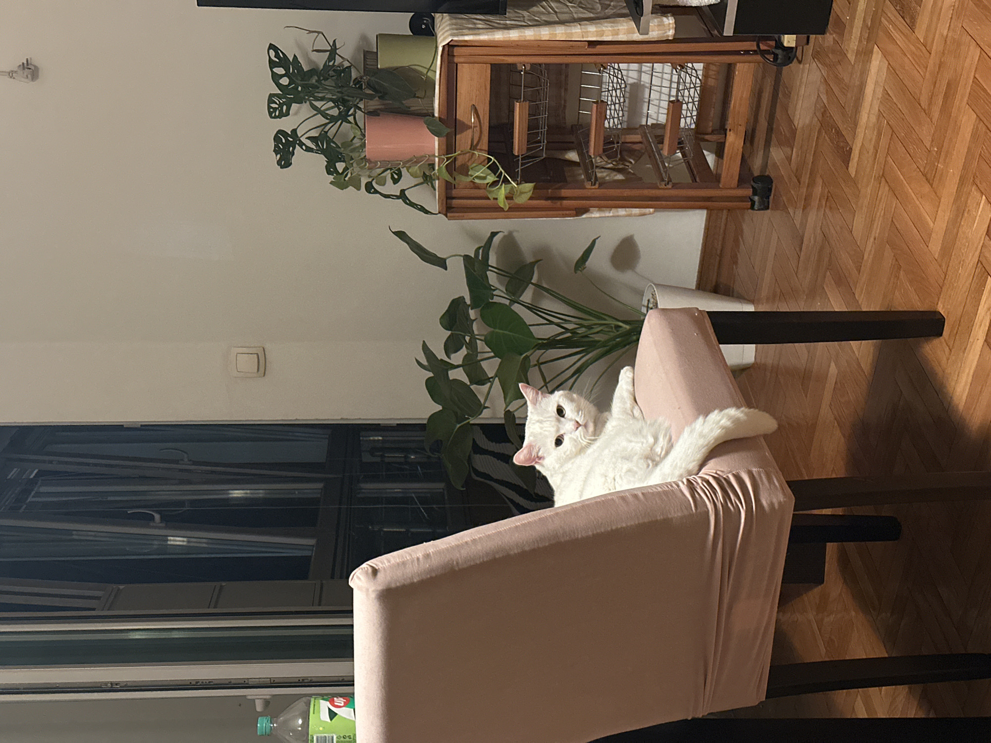 A white cat reclines in a pink armchair in a room that appears to be an apartment. The chair is positioned near a window on the left side of the frame. Plants are situated behind the chair and on top of a wooden structure in the background. The floor is a parquet style wood. The location is in Novi Sad, Serbia.
