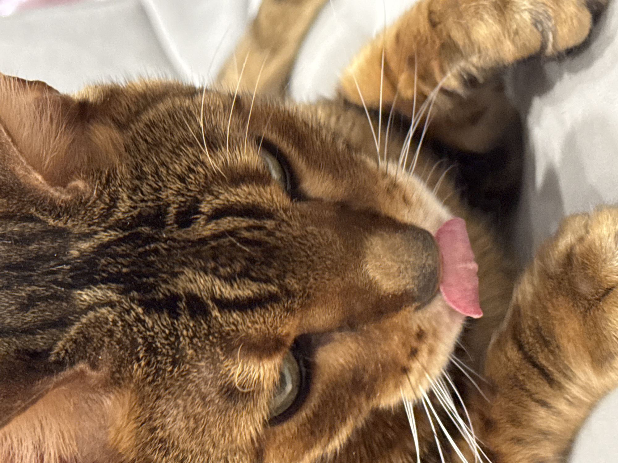 A close-up photograph shows a brown tabby cat with a pink tongue sticking out of its mouth. The cat has green eyes and white whiskers. The cat's fur is patterned with dark brown stripes and spots. A light-colored surface is visible in the background.