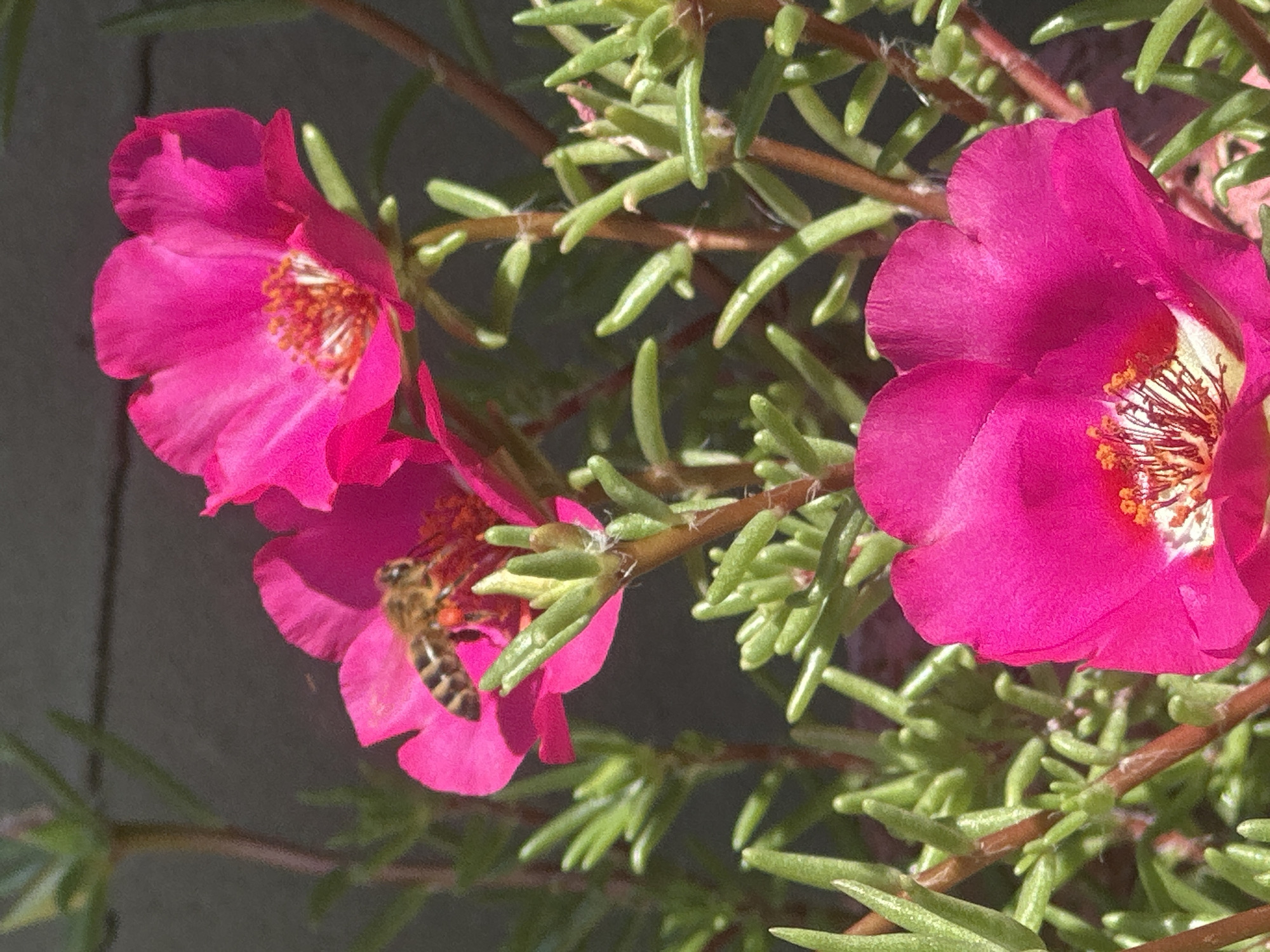 A close-up shot captures a bee with striped brown and yellow markings on a vibrant pink flower. The bee is positioned on the petals of the flower, with its body angled towards the center. The flower itself has delicate, crinkled petals and a prominent stamen with orange tips. In the background, more of the same pink flowers and green foliage are visible, with a blurred, dark gray surface behind them. The lighting suggests it is daytime, with sunlight illuminating the scene. The location is Luhansk, Ukraine.