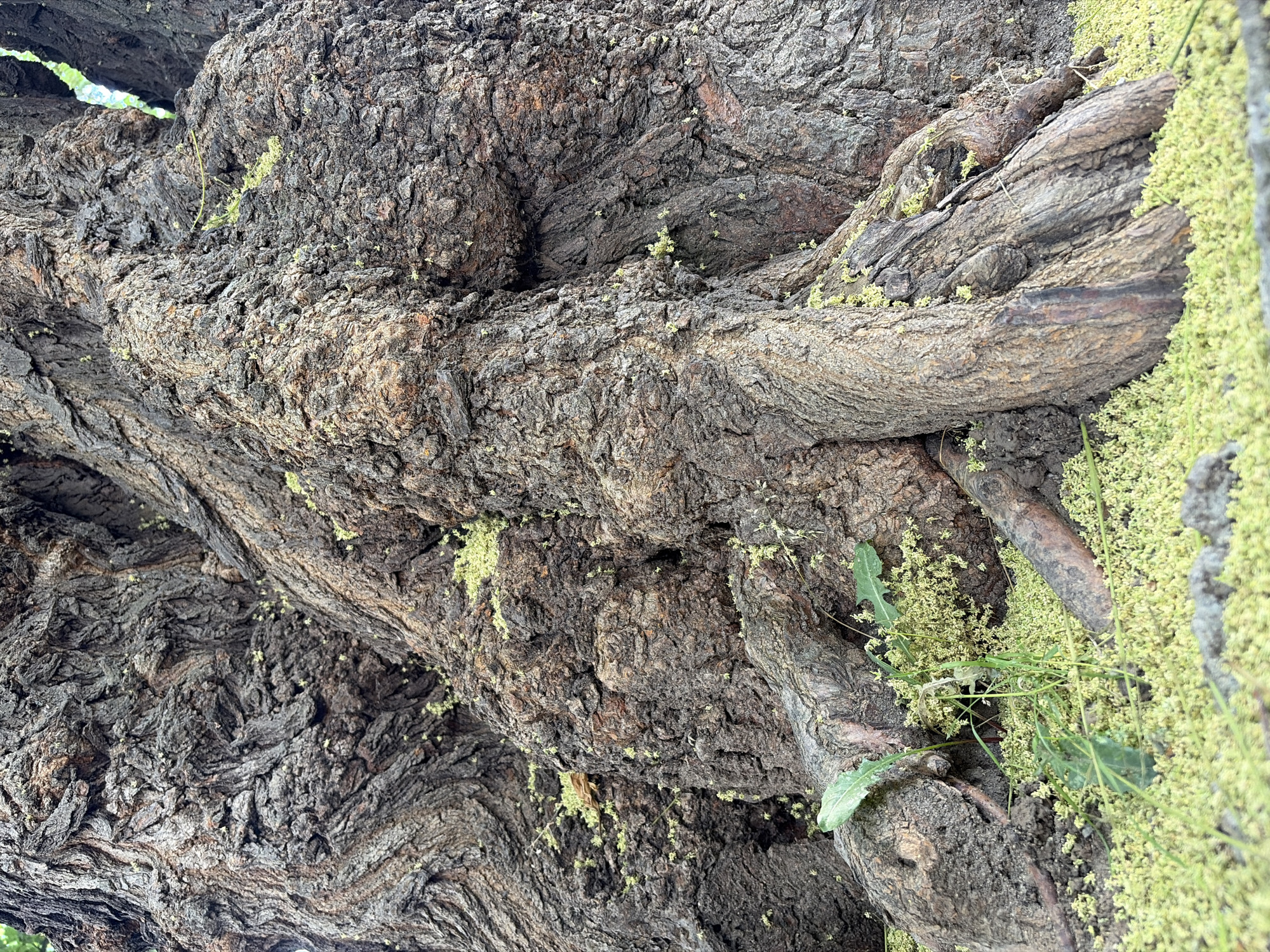 A close-up, low-angle shot focuses on the gnarled, textured bark of a large tree trunk and its exposed roots. The bark is a deep brown and grey, with deep crevices and rough surfaces that create a sense of age and ruggedness. Several thick, woody roots emerge from the base of the trunk, curving and intertwining with each other. The ground around the base of the tree is covered in a thick carpet of small, light green or yellowish blossoms, with a few green leaves scattered amongst them. The overall impression is one of a majestic, ancient tree in a natural setting.