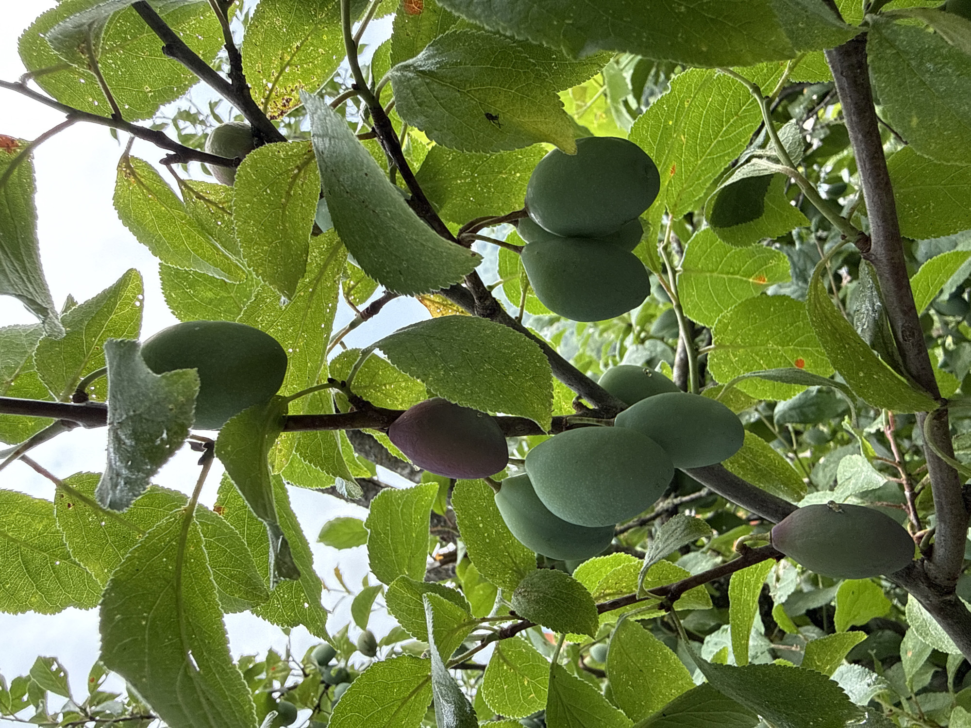 The image depicts a close-up view of a plum tree branch laden with unripe green plums and one partially ripened purple plum. The plums are oval-shaped and hang in clusters, some appearing singly and others in groups of two or three. The leaves of the tree are vibrantly green, with serrated edges and a slightly textured surface, some appearing to have dew or frost on them. The branches are dark brown and woody. The background is a soft, hazy sky, suggesting an overcast or bright daylight scene. This scene is located in Dilijan, Armenia, a city known for its lush, forested surroundings and natural beauty, which are consistent with the depiction of a fruit-bearing tree in an outdoor setting. No people or animals are visible in the image. The overall impression is one of a natural, tranquil moment in a rural or garden environment.