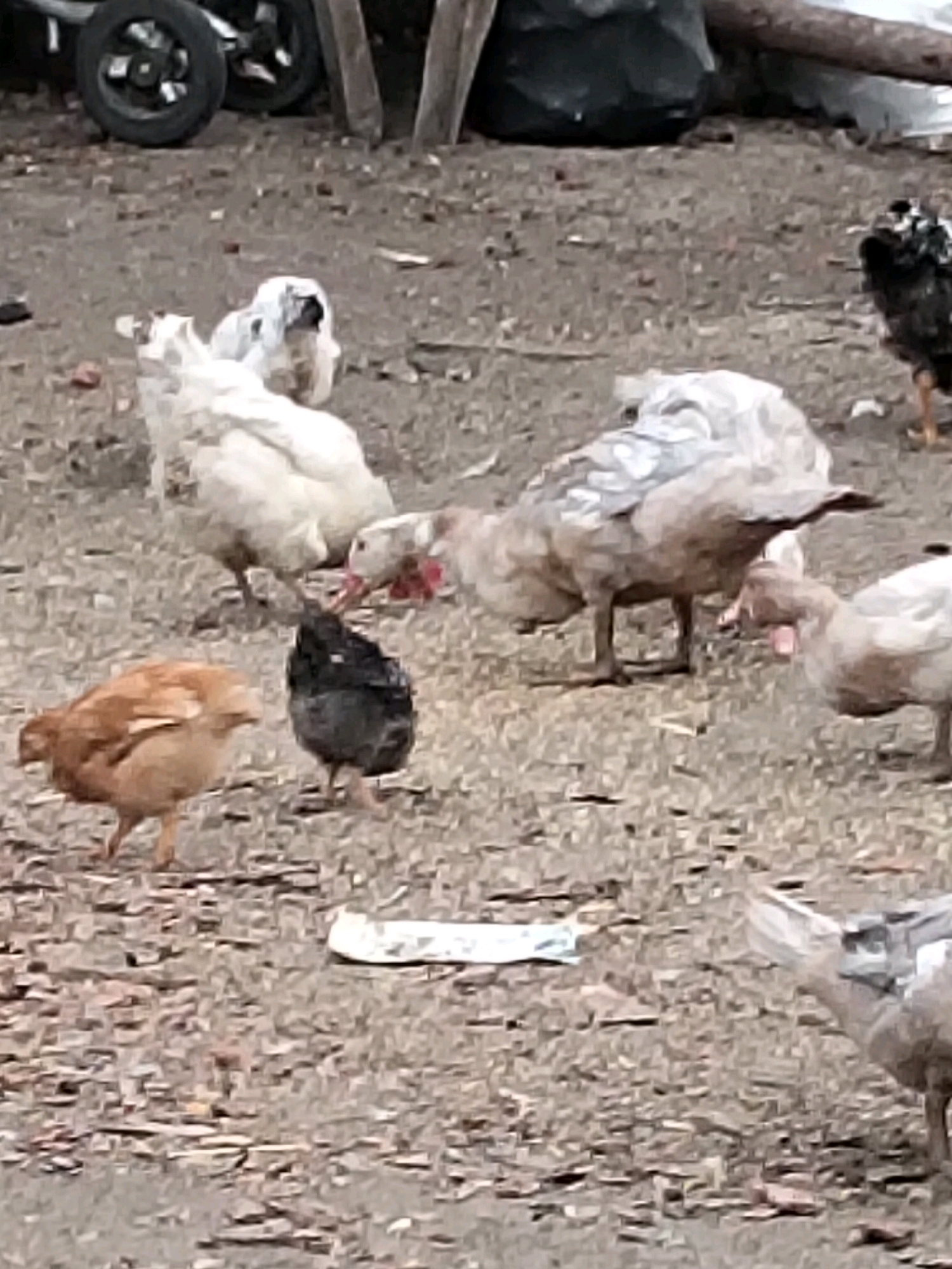 In Ustyvytsia, Ukraine, a flock of chickens and ducks forage on a dirt ground. A brown chicken stands to the left, while a black and white speckled chicken stands to its right. In the background, several larger white birds with light grey markings peck at the ground. A partially obscured black garbage bag is visible behind them. A cart with two wheels is positioned in the upper left corner of the image. The ground is covered in small rocks and debris, indicative of an outdoor, unpaved area.