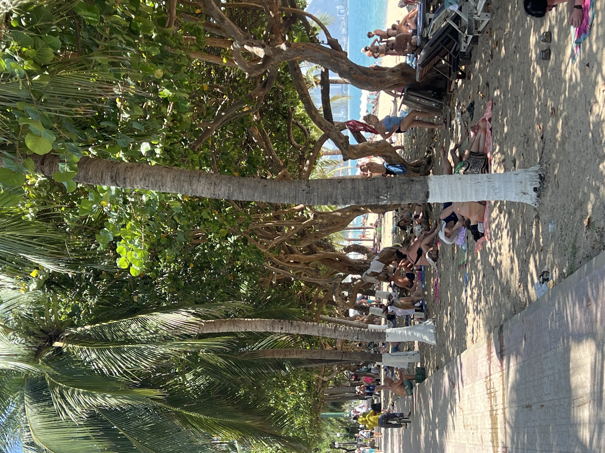 The image depicts a sunny beach scene, likely in Nha Trang Ward, Vietnam. A paved walkway runs along the right side of the frame. Palm trees with green foliage line the walkway, casting shadows. People are sunbathing on the sand near the beach. The trees nearest the water have thick trunks, some with white paint around their base. In the background is a blue ocean and some buildings on the horizon.