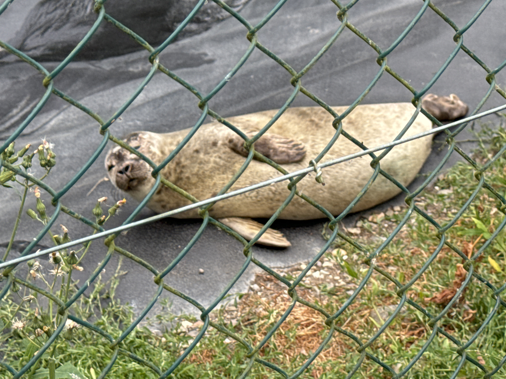 An adult seal rests on a dark, textured surface, partially obscured by a green chain-link fence in the foreground. The seal's head is turned to its left, with its snout visible. Its body is a mottled tan and brown, with its flippers tucked underneath or resting at its sides. One flipper is clearly visible, extended slightly. Behind the seal, the surface appears to be asphalt or a similar material. To the left of the seal, a small cluster of green plants with small white and yellow flowers grows near the fence. To the right and below the seal, dry grass and some green foliage are visible. The scene appears to be outdoors, possibly in a zoo enclosure or a protected area in Courtown, Ireland.