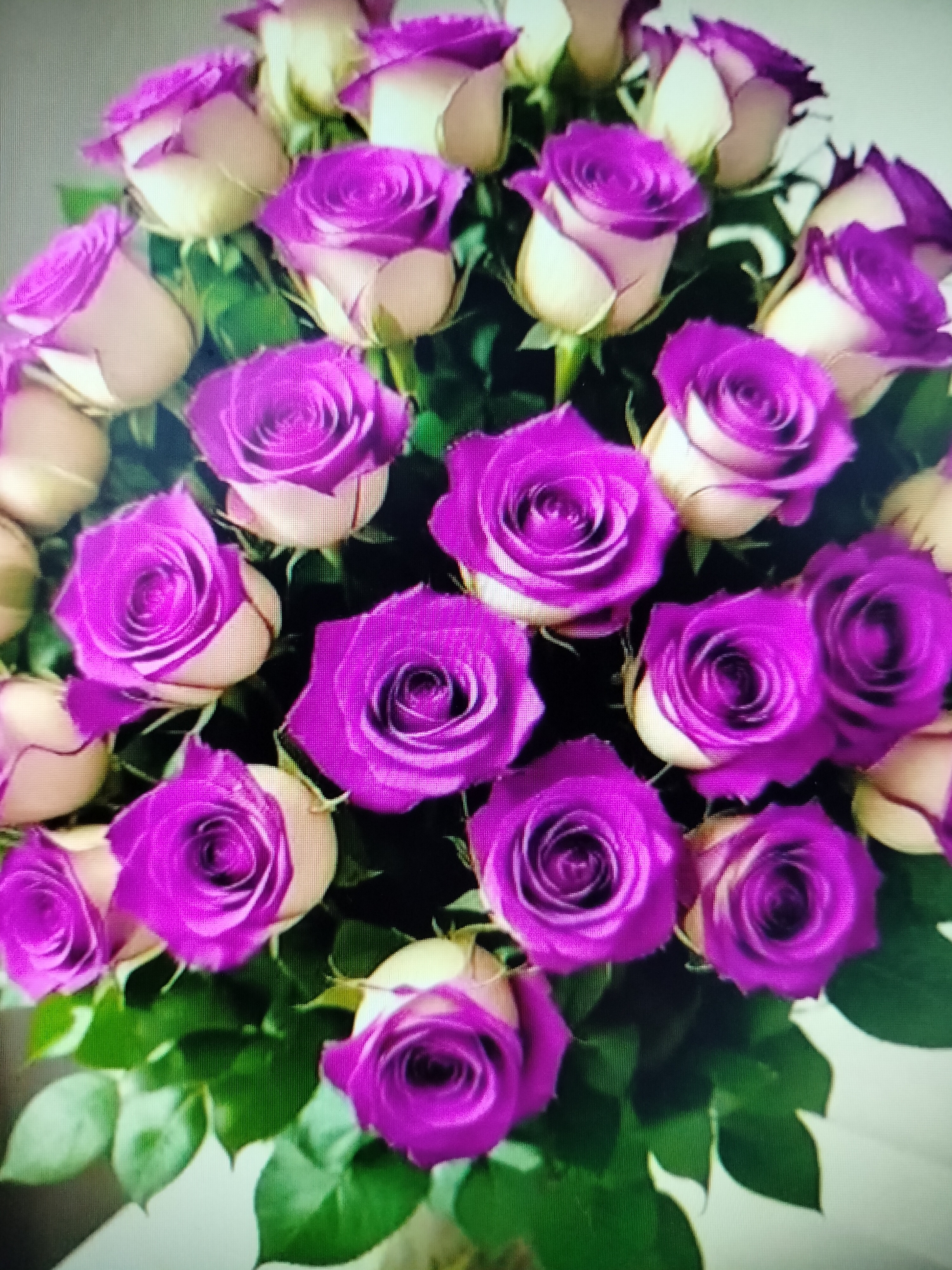 This image is a close-up shot of a bouquet of roses. The roses are bi-colored, with vibrant purple petals that transition to a creamy white at the base of the bloom. Green leaves are interspersed throughout the bouquet, providing a lush backdrop. The arrangement appears to be rich and full. The background is out of focus and a light, neutral color. There is no discernible location in Yashkino, Russia, nor are there any people or actions depicted.