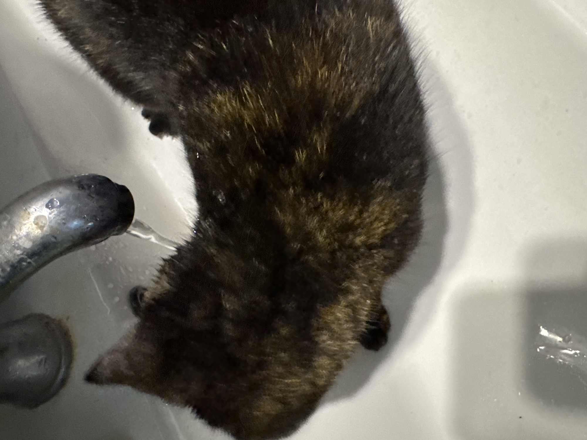 A dark, mottled-furred animal, possibly a cat, sits in a white sink with a stream of water running from a metallic faucet onto its head. The location is unknown.