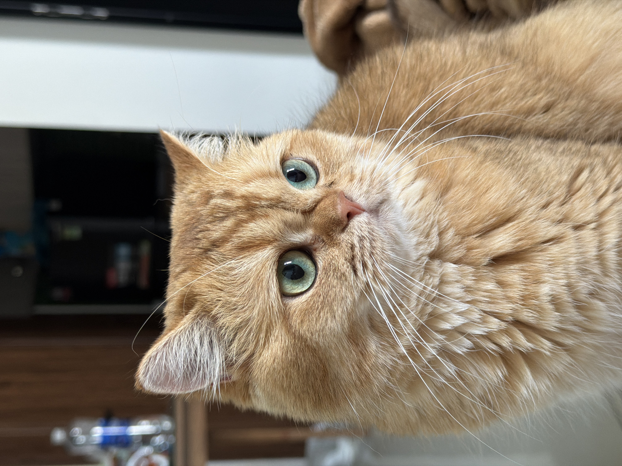 An orange cat with green eyes is captured in a close-up portrait. The cat is looking to the right of the frame. The background is blurred and shows elements of an indoor environment, including wooden furniture and a tall black appliance, possibly a refrigerator. The lighting suggests an indoor setting, possibly a home in Da Nang, Vietnam, given the details that can be inferred from the environment. There are no people or other animals visible in the frame.